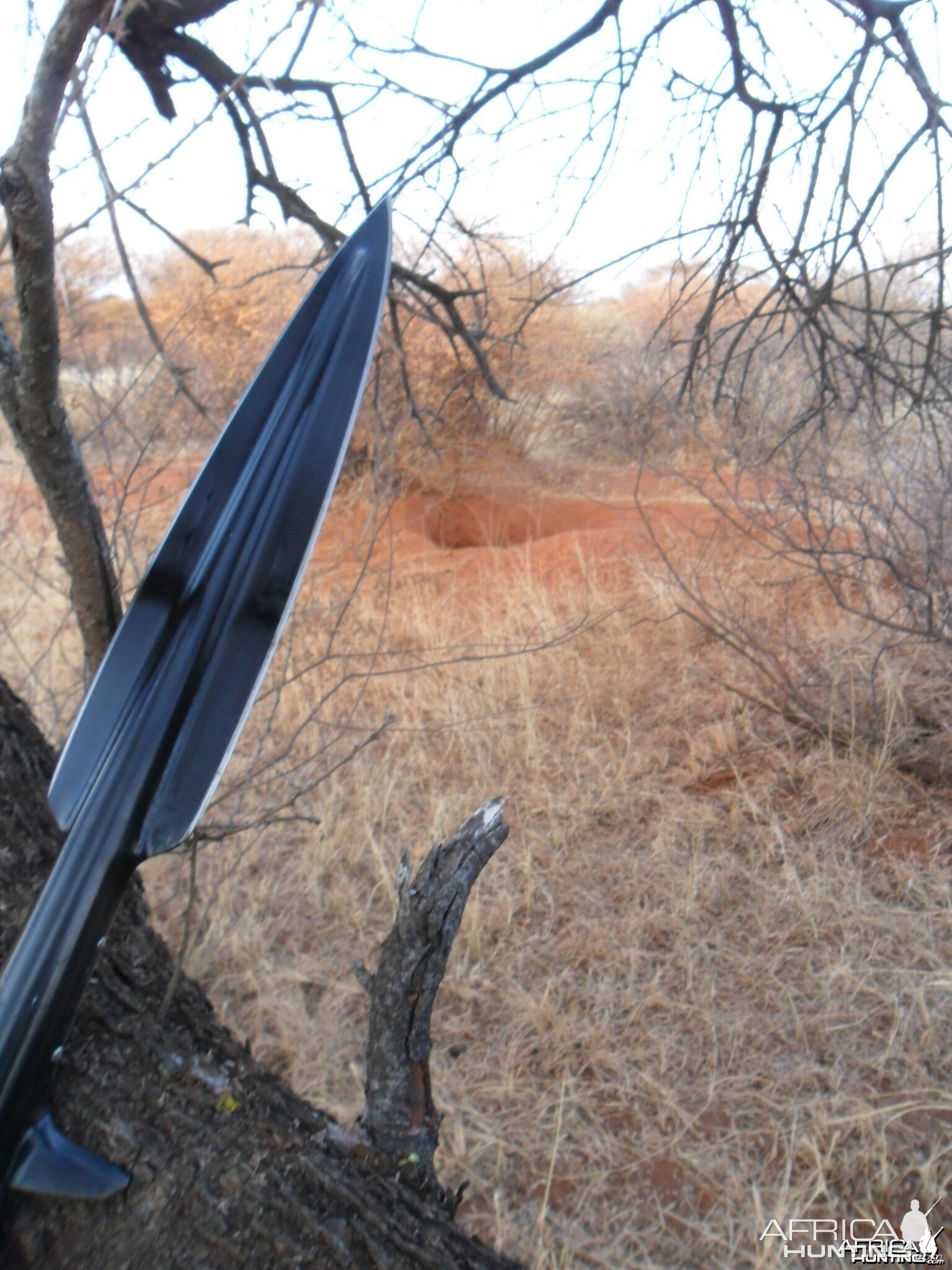 warthog spearhunting