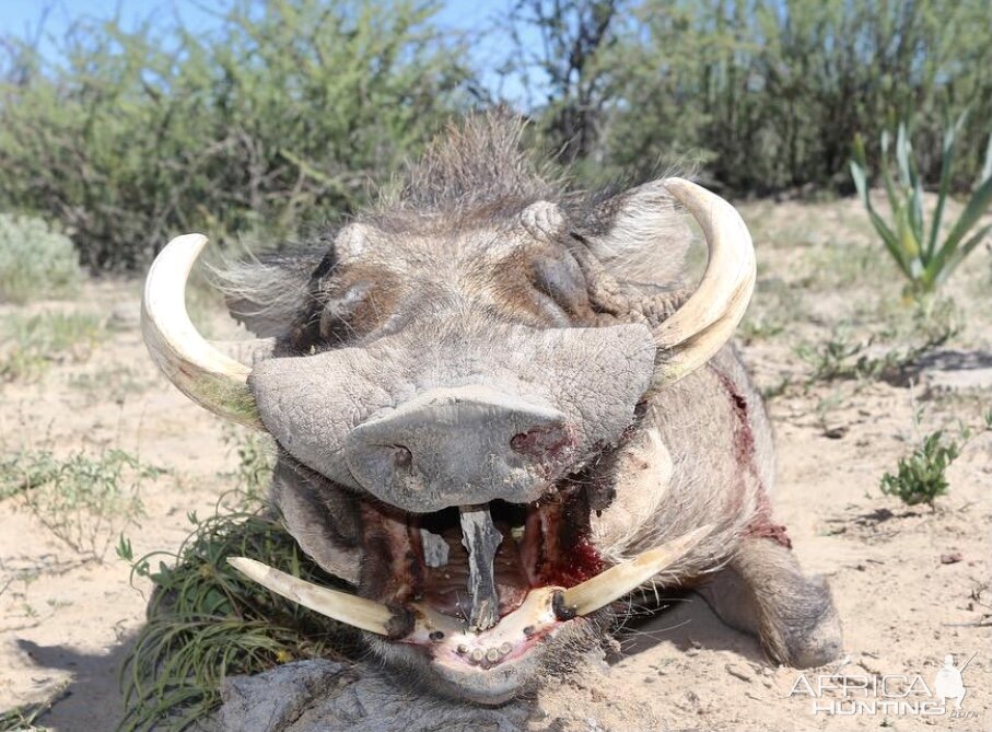 Warthog taken with Zana Botes Safari