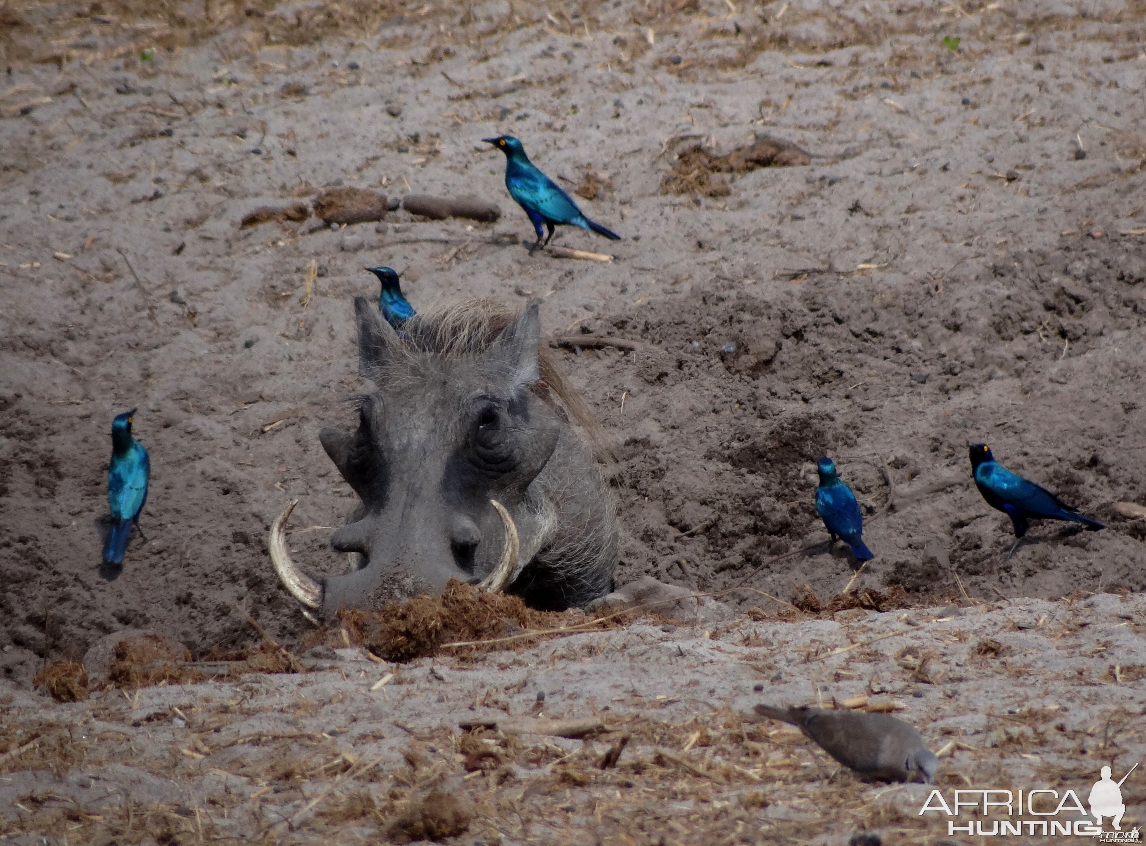 Warthog - Tanzania