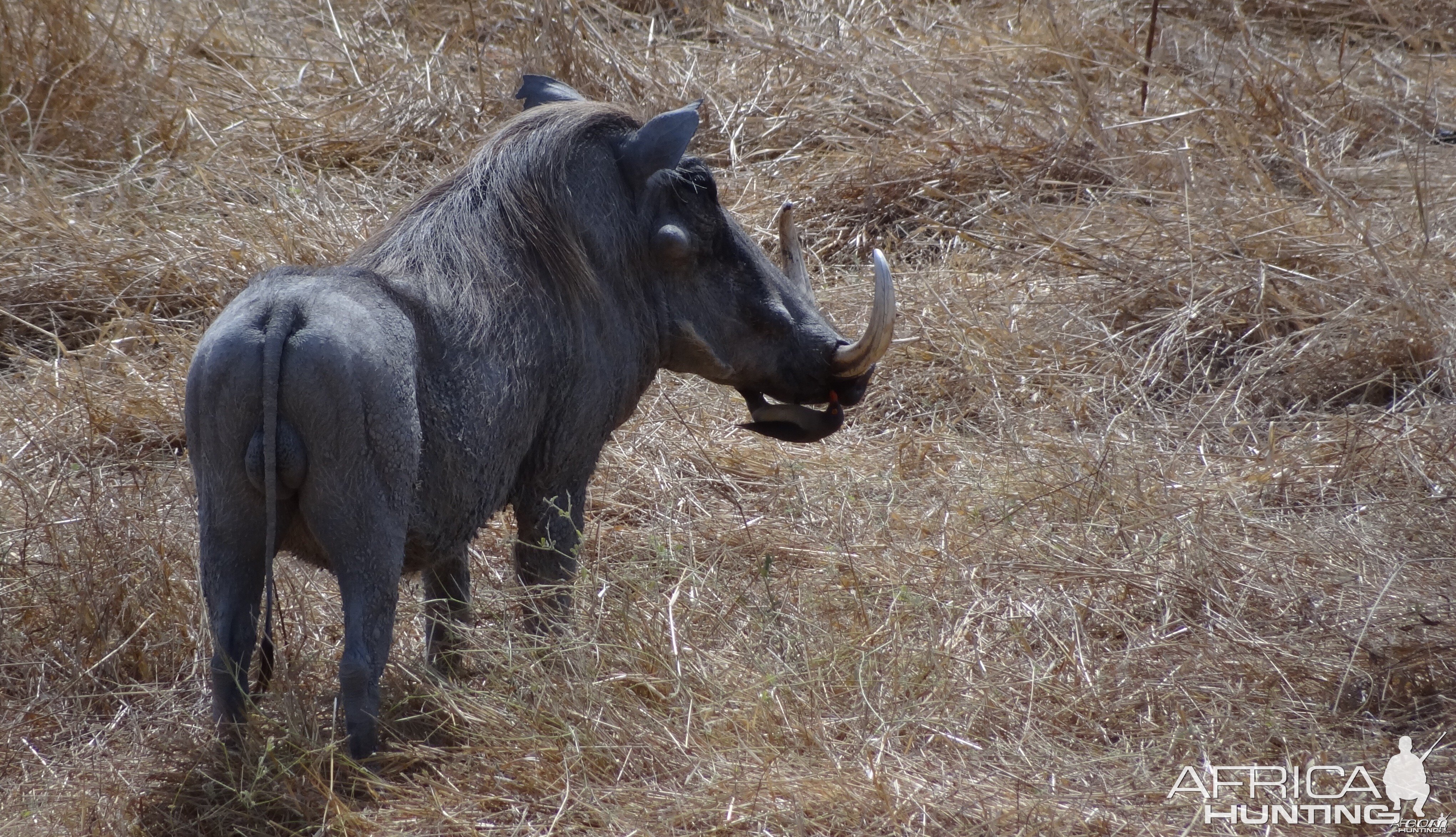 Warthog Tanzania