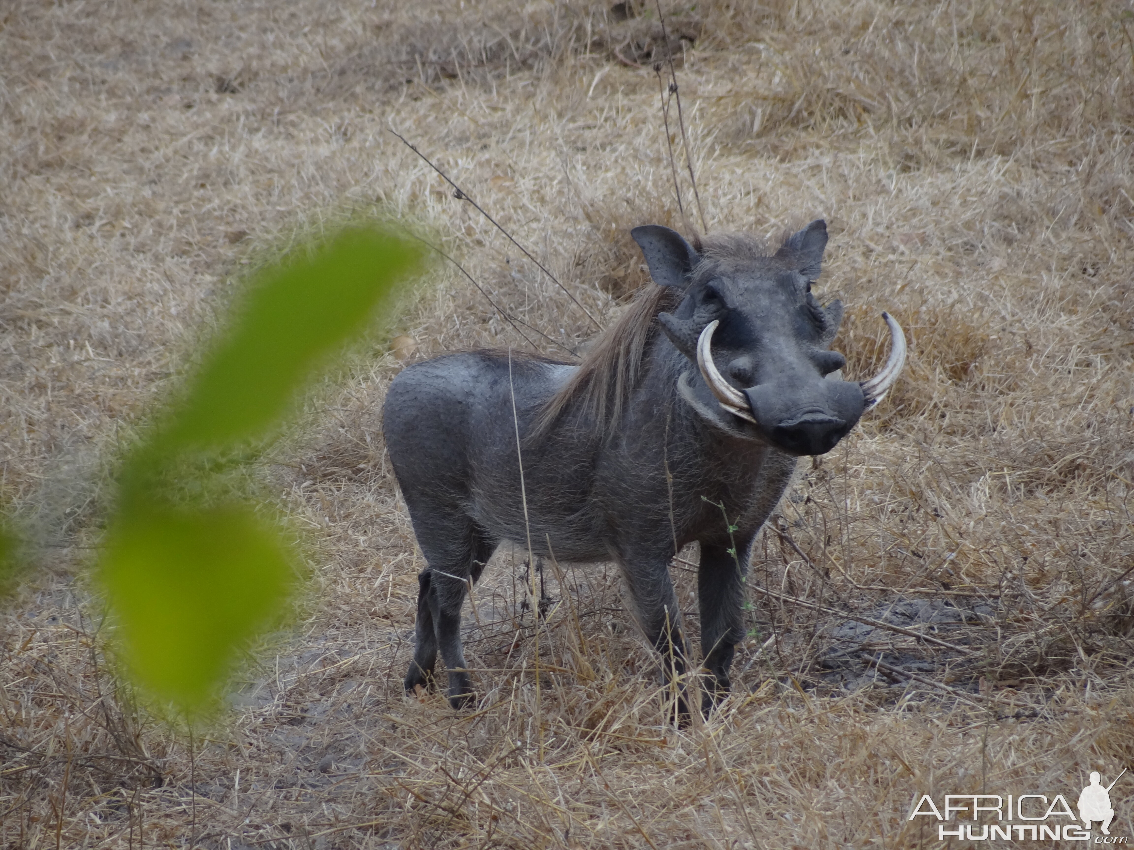 Warthog Tanzania