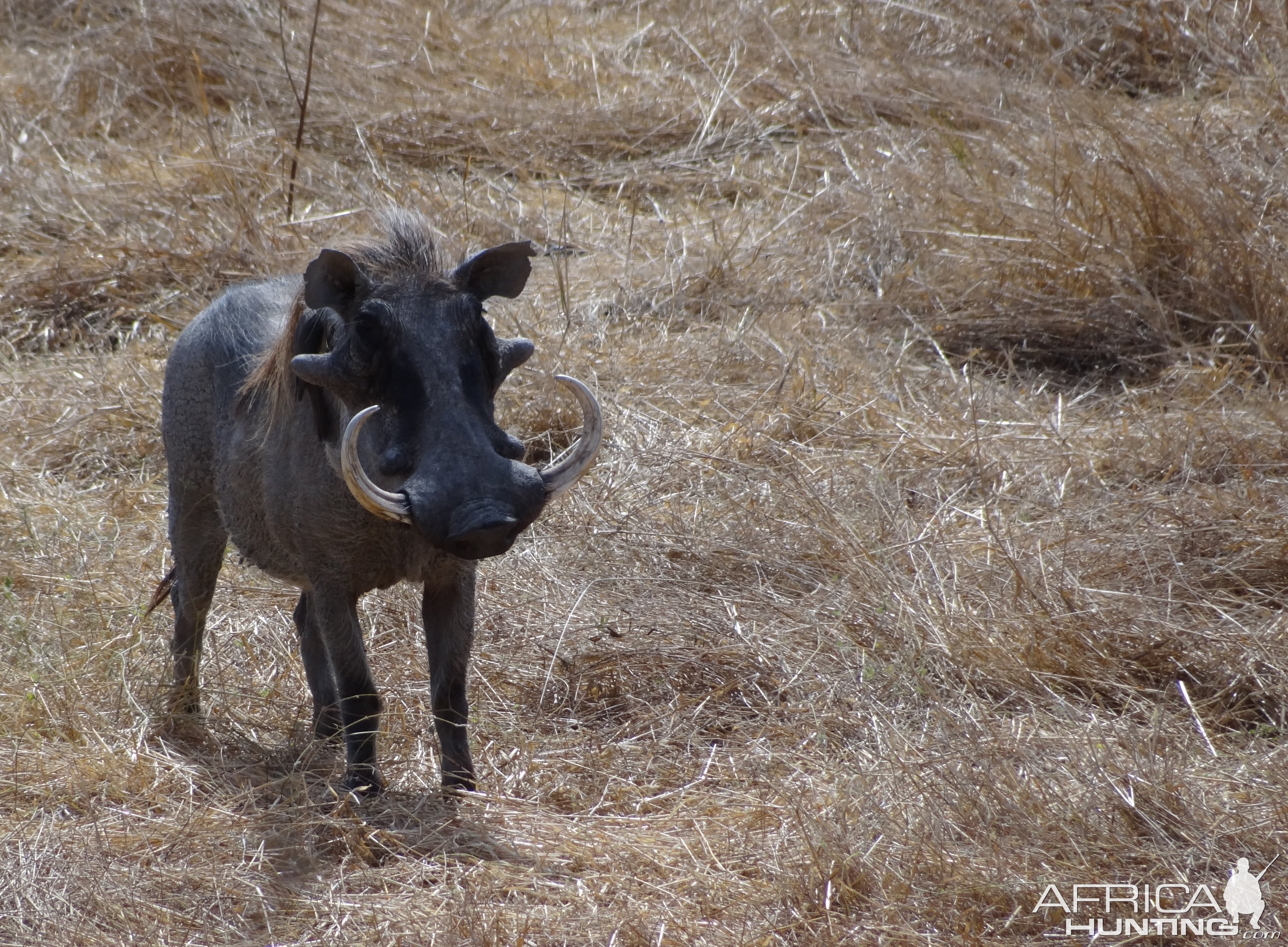 Warthog Tanzania