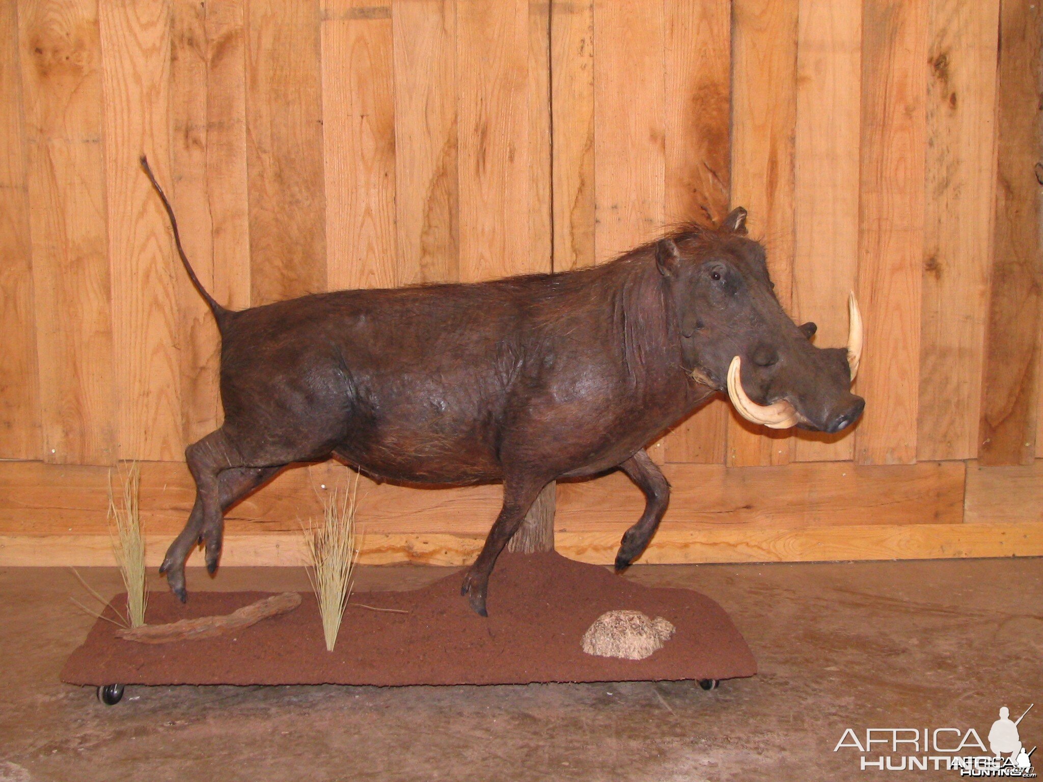 Warthog taxidermy mount