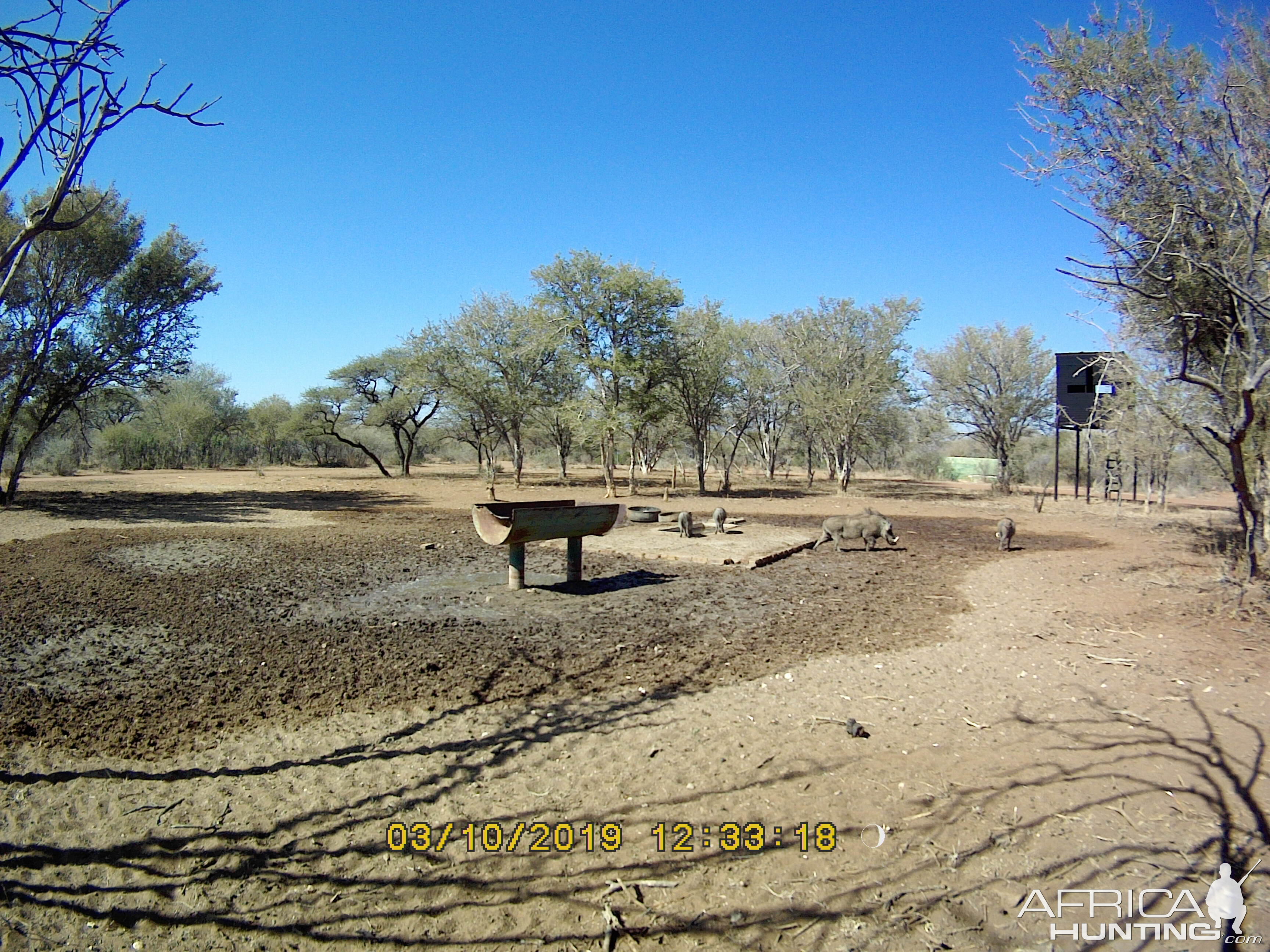 Warthog Trail Cam Pictures South Africa