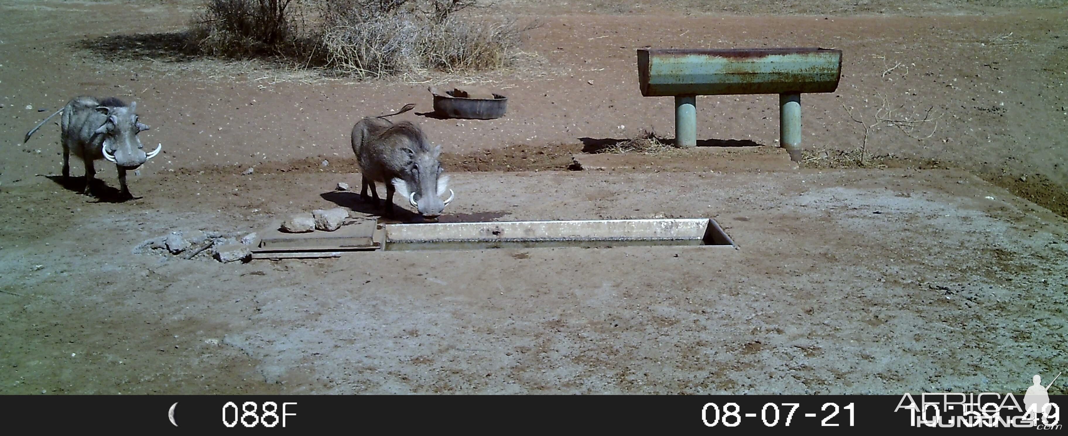 Warthog Trail Cam