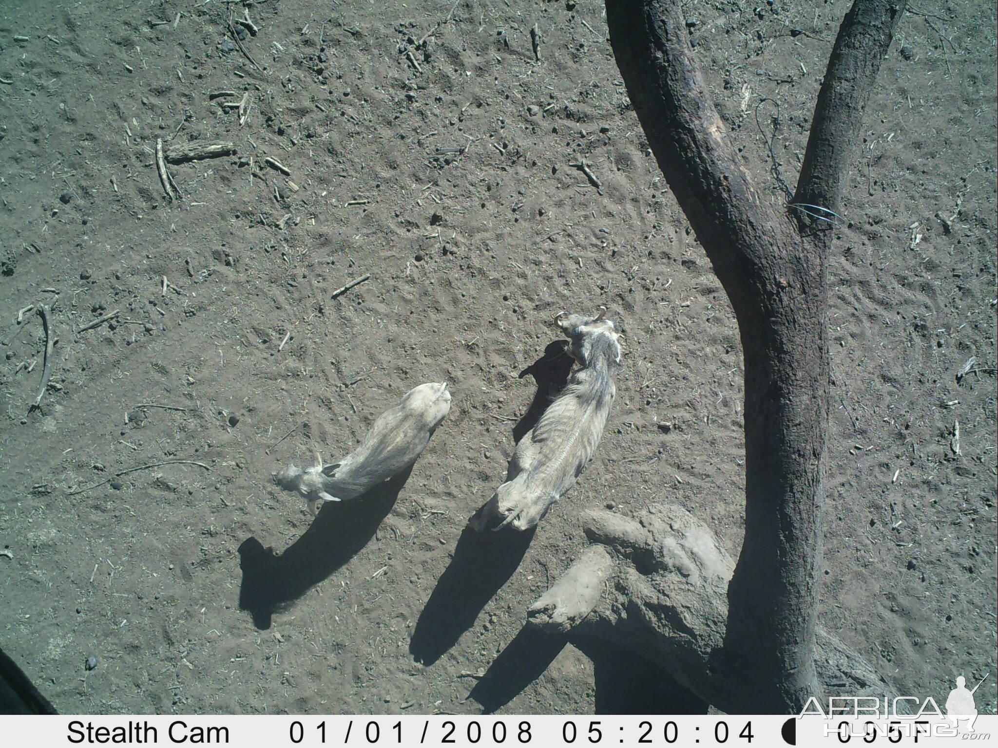 Warthog Trail Camera