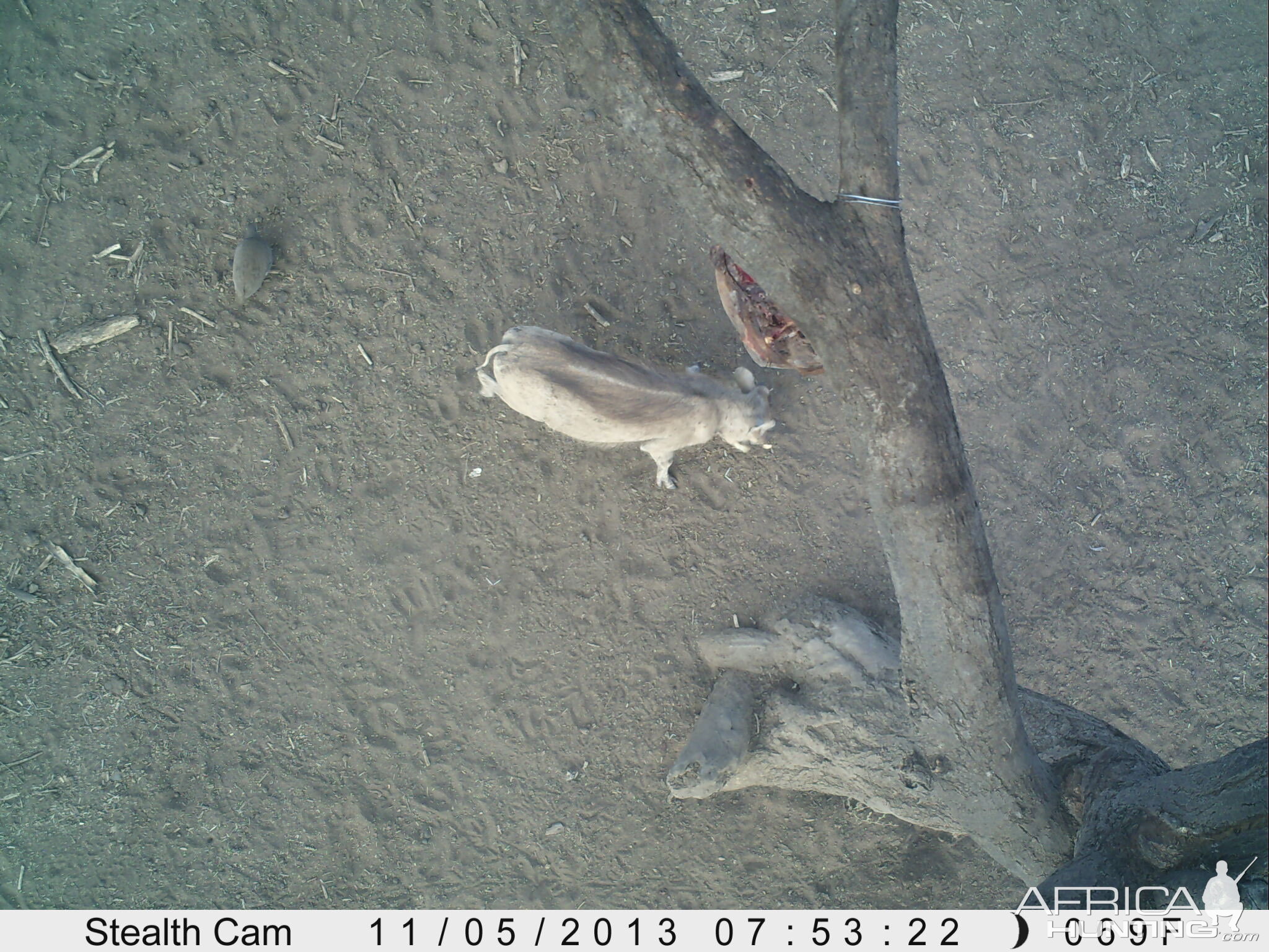 Warthog Trail Camera