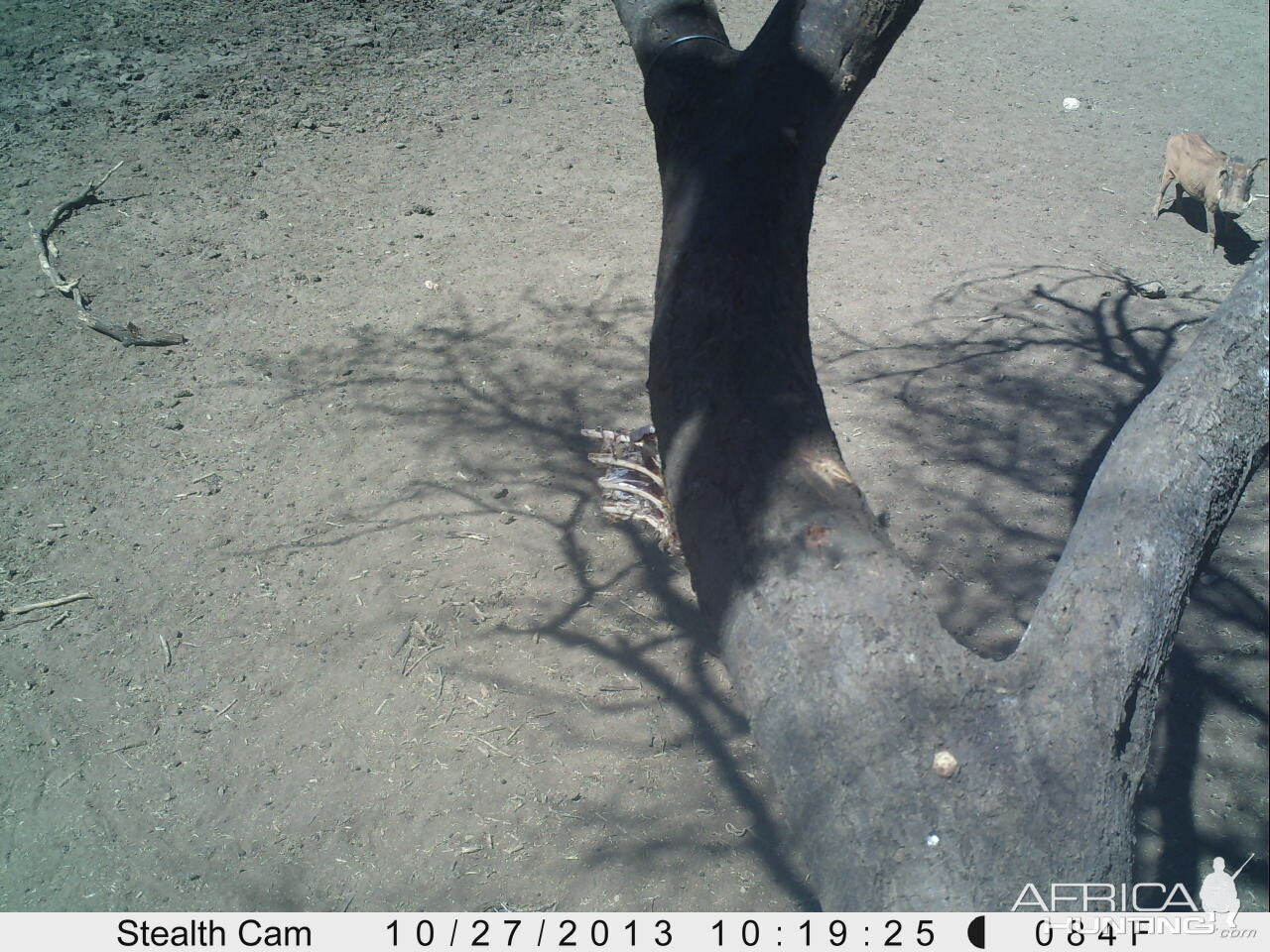 Warthog Trail Camera