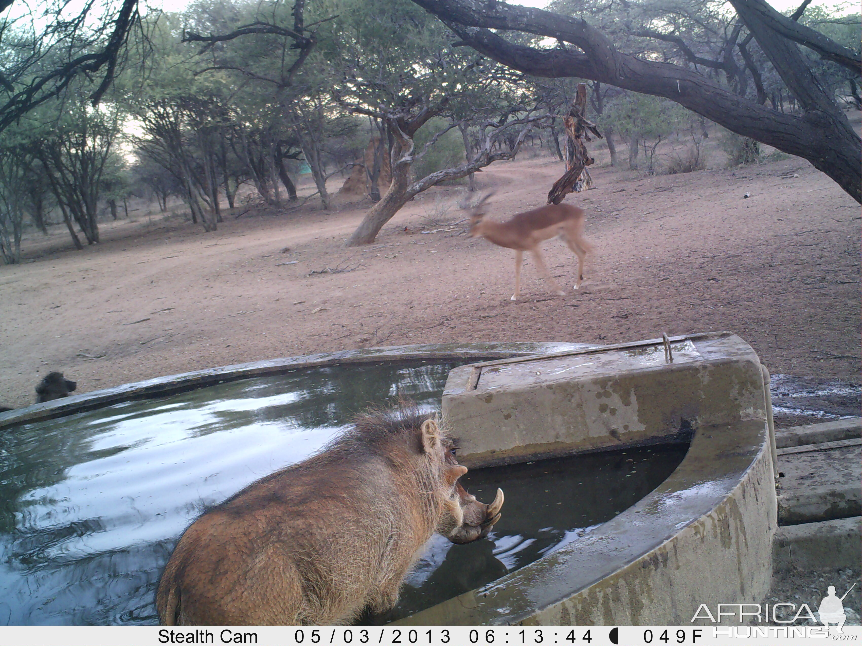 Warthog Trail Camera