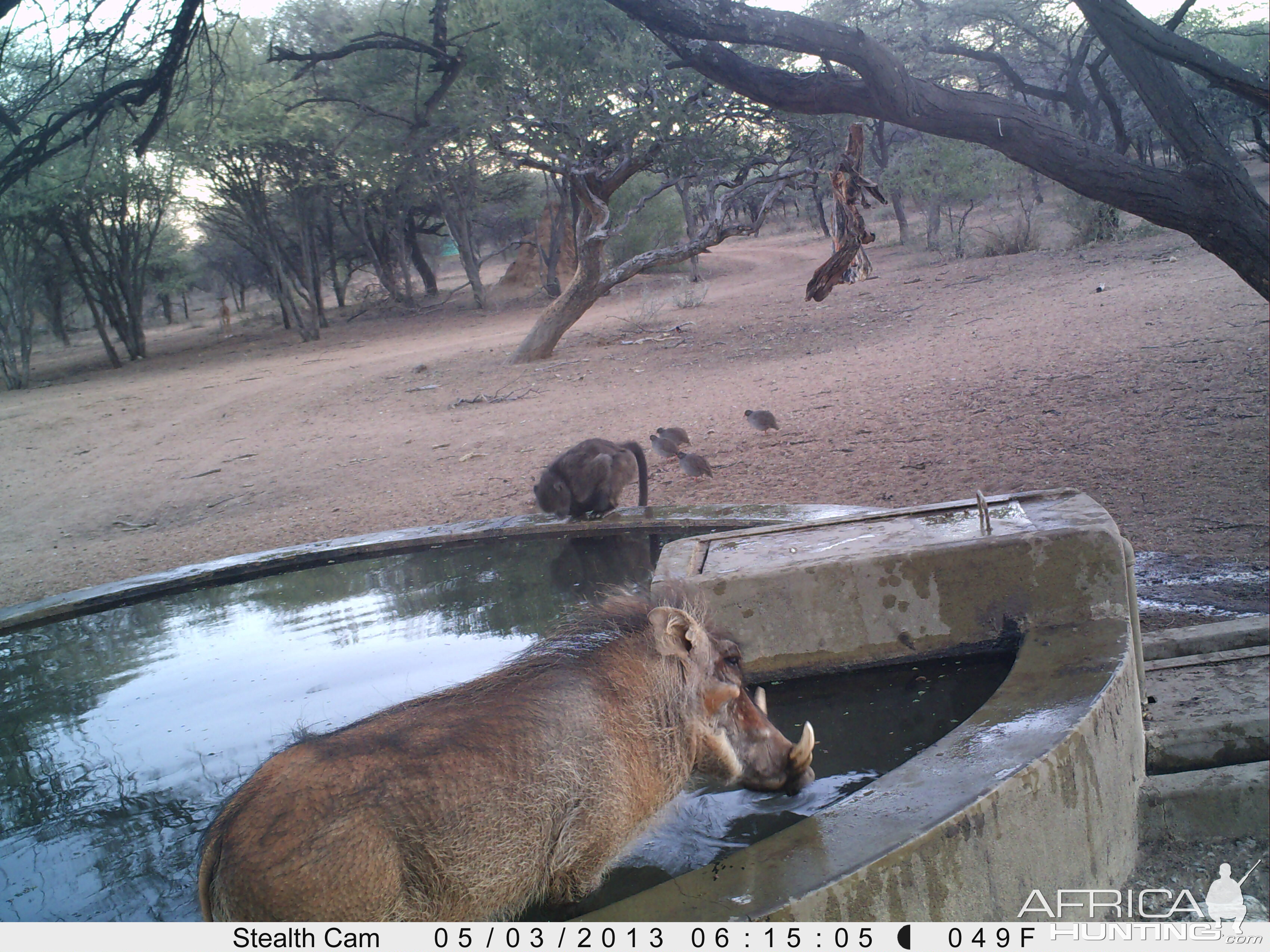 Warthog Trail Camera