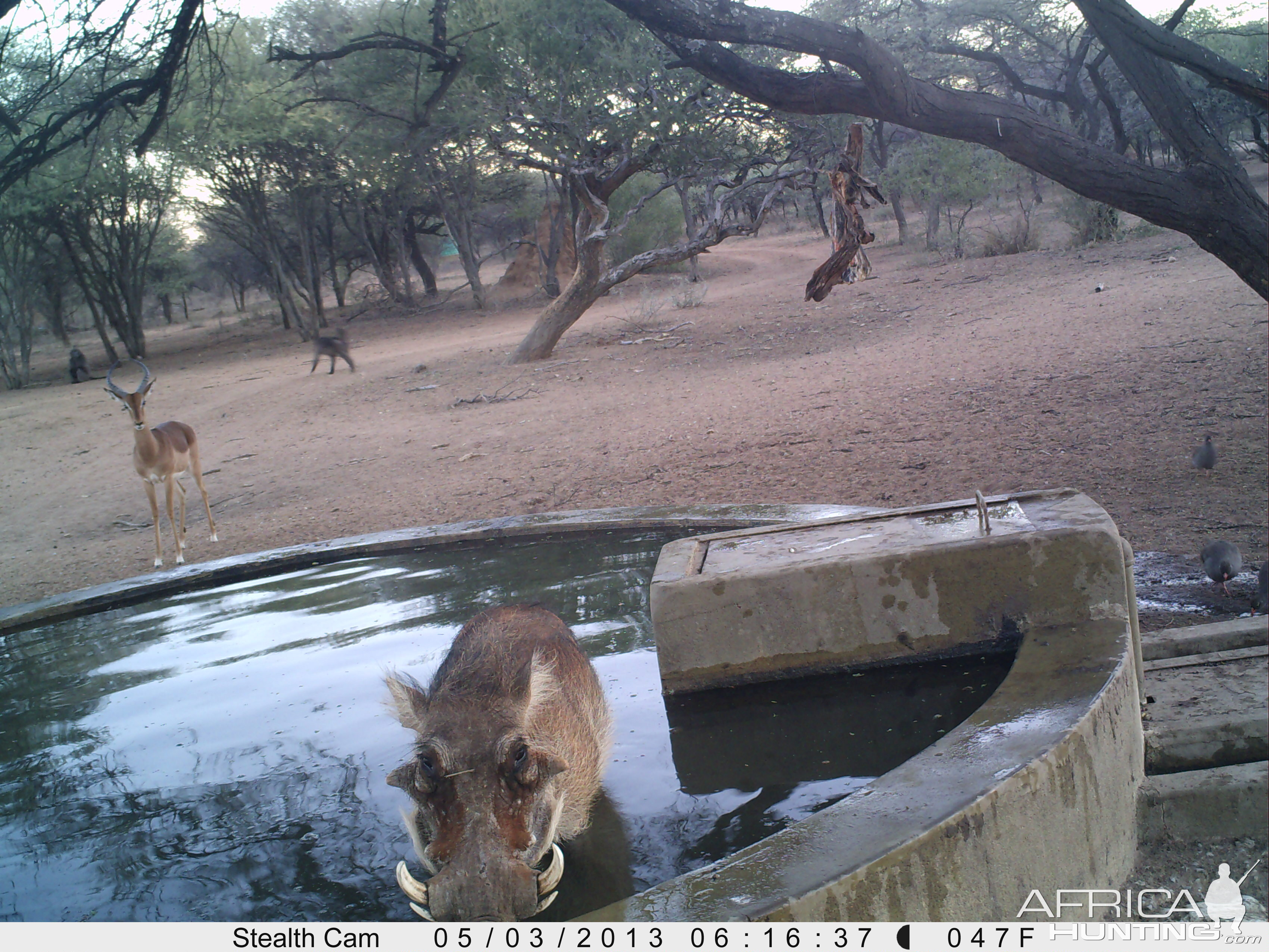 Warthog Trail Camera