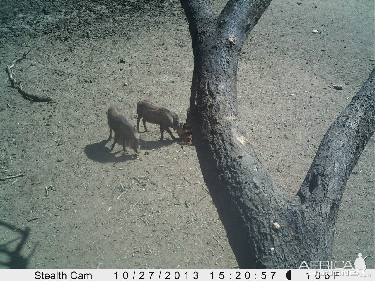 Warthog Trail Camera