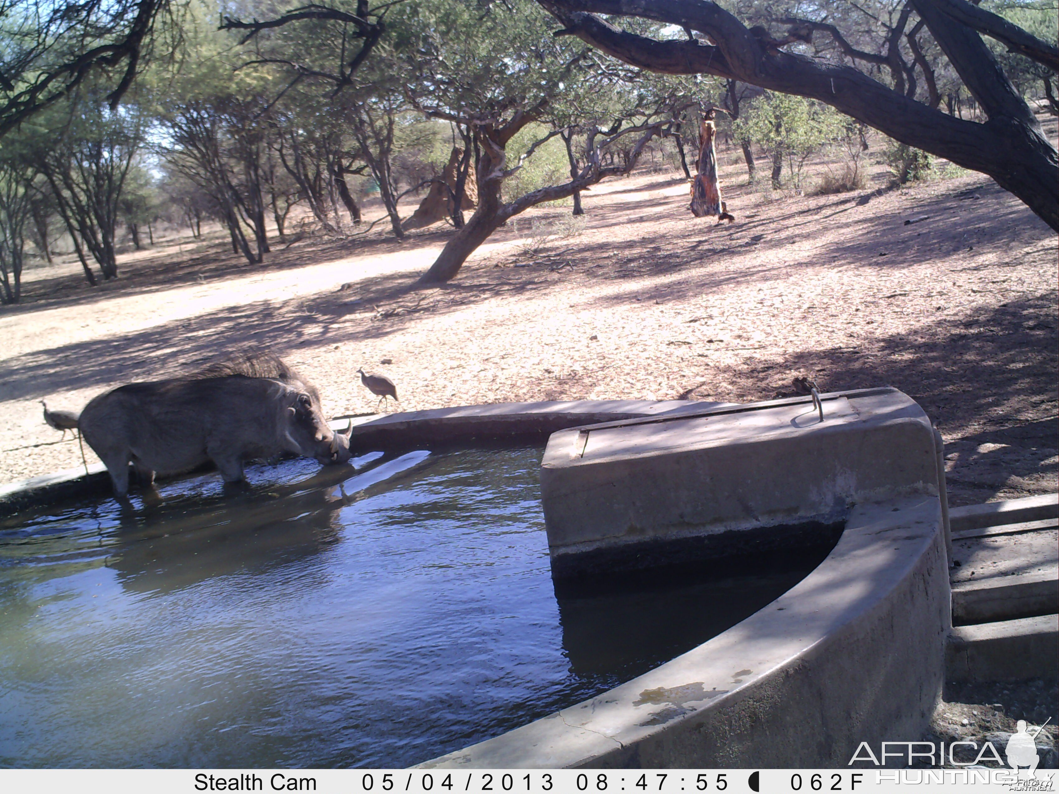 Warthog Trail Camera