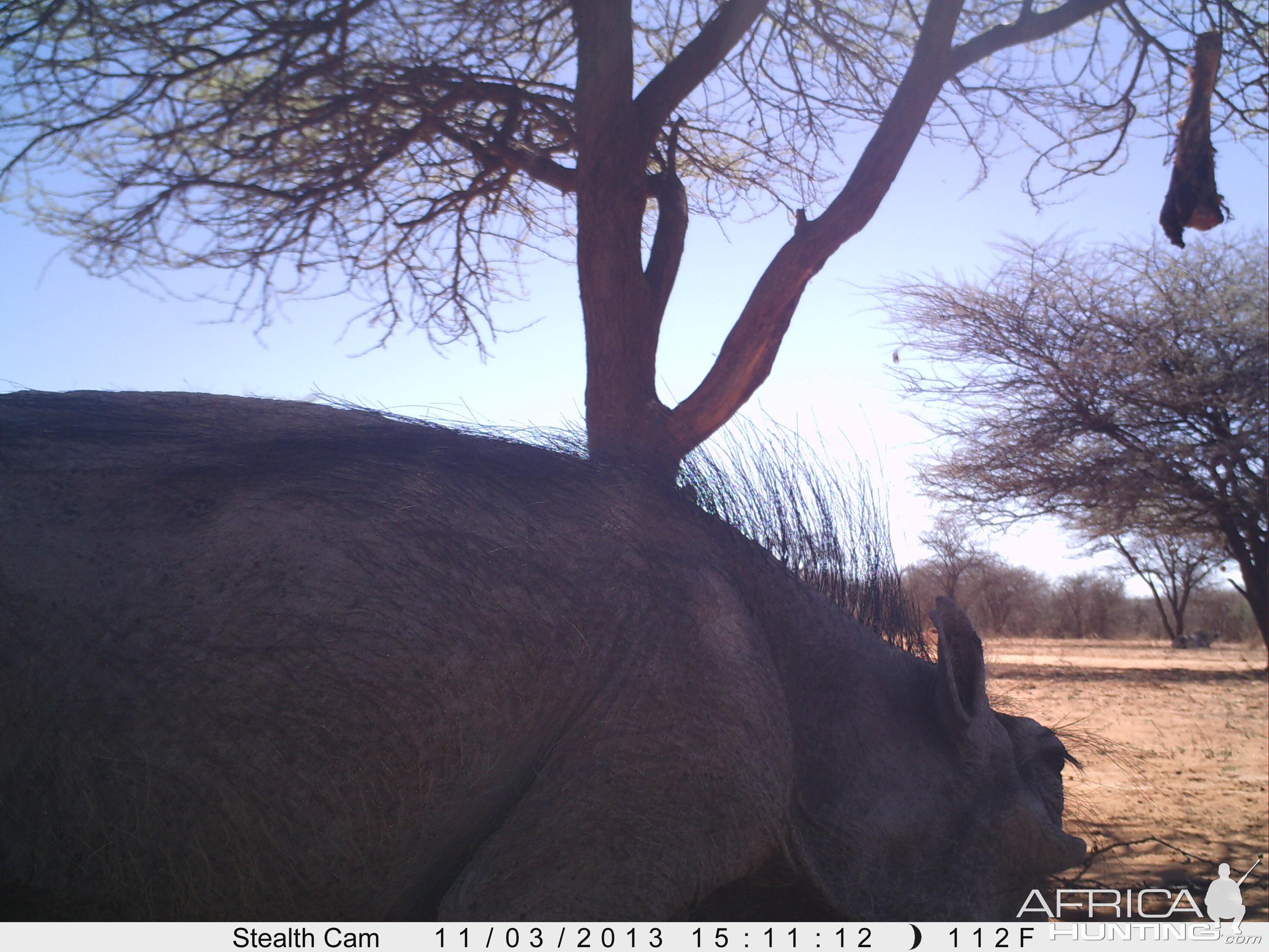 Warthog Trail Camera