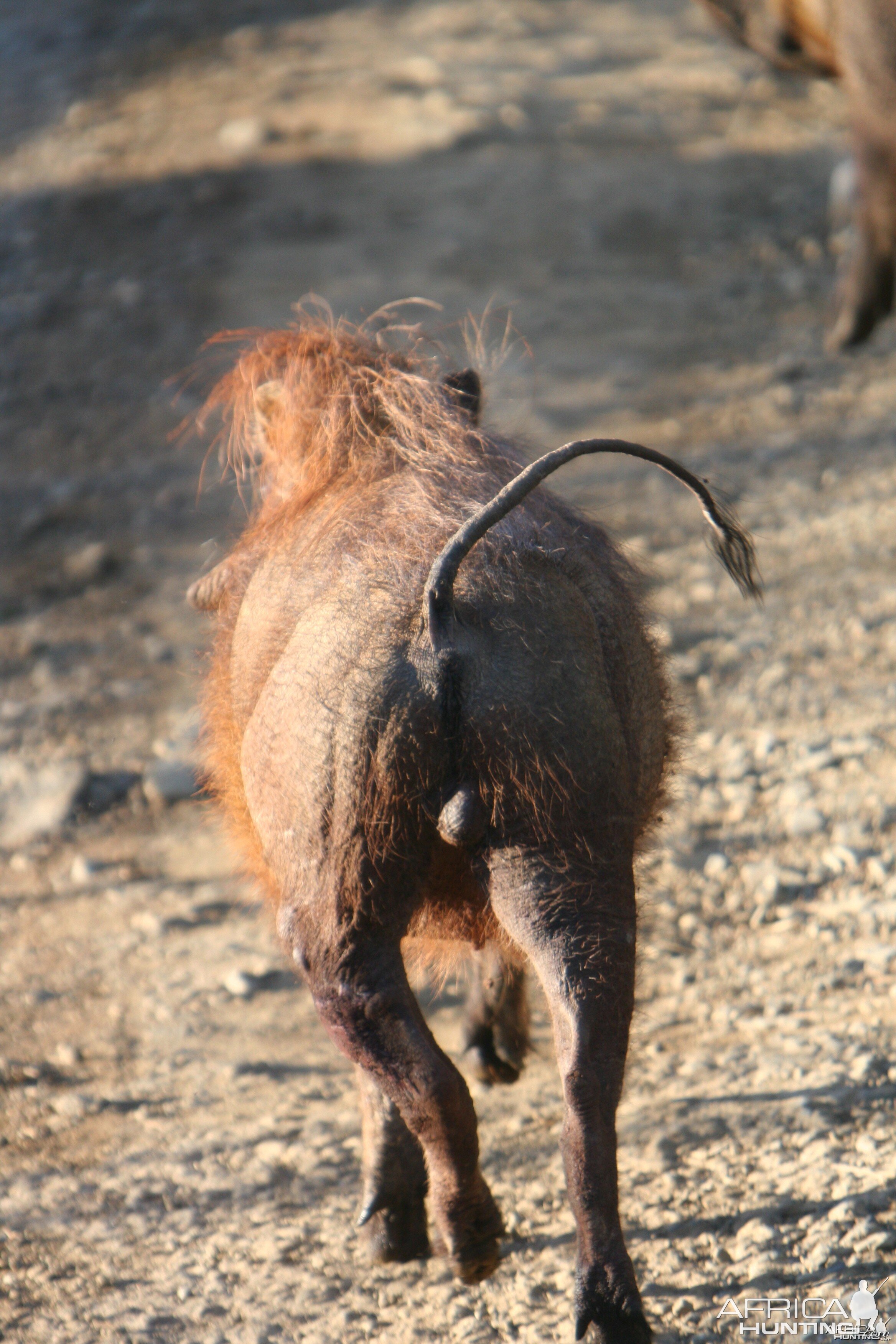 Warthog trotting away