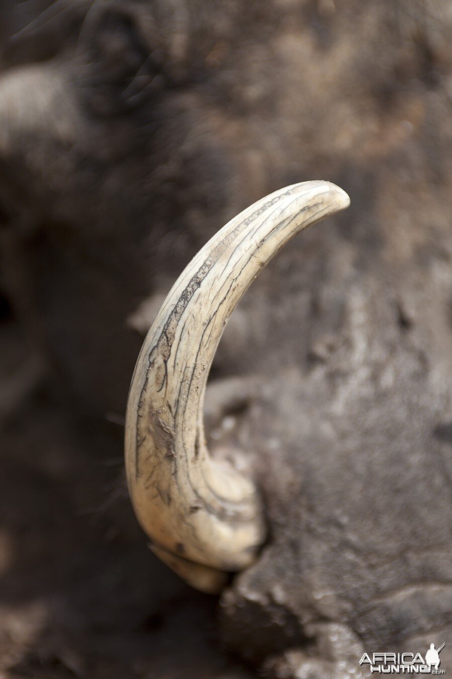 Warthog tusk close up