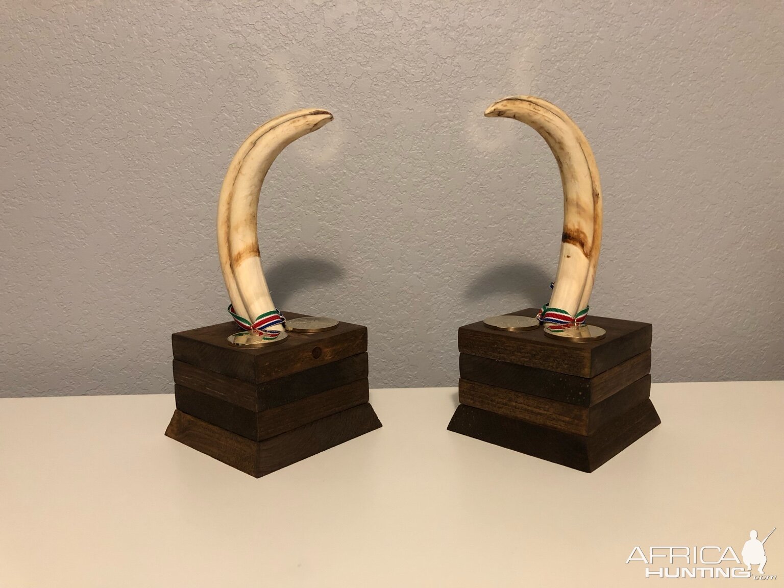 Warthog Tusk Display Taxidermy