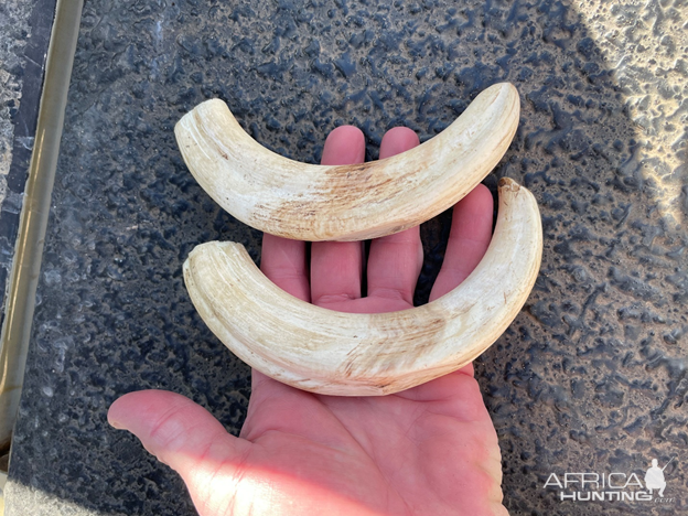 Warthog Tusks Namibia