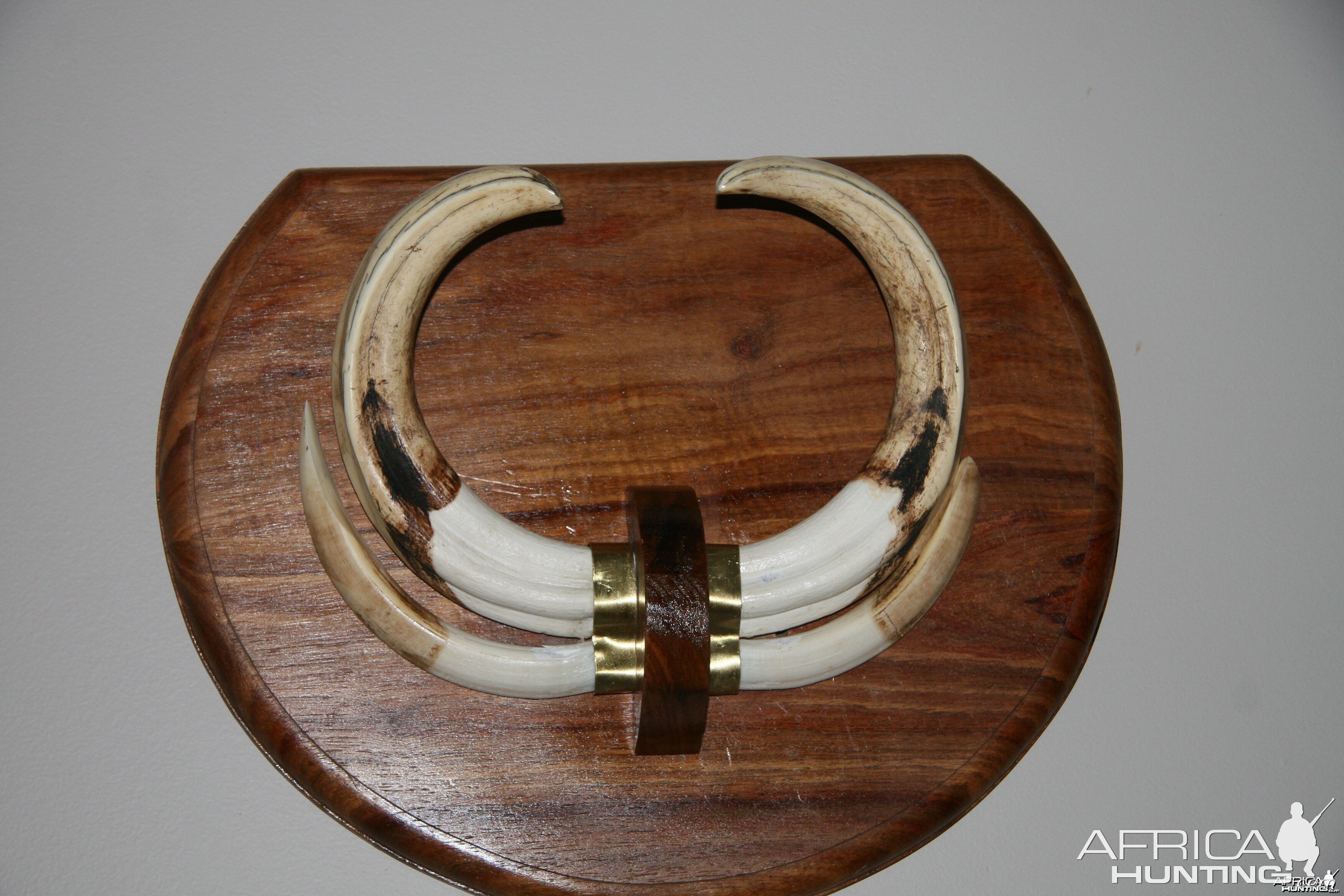 Warthog Tusks on Plaque