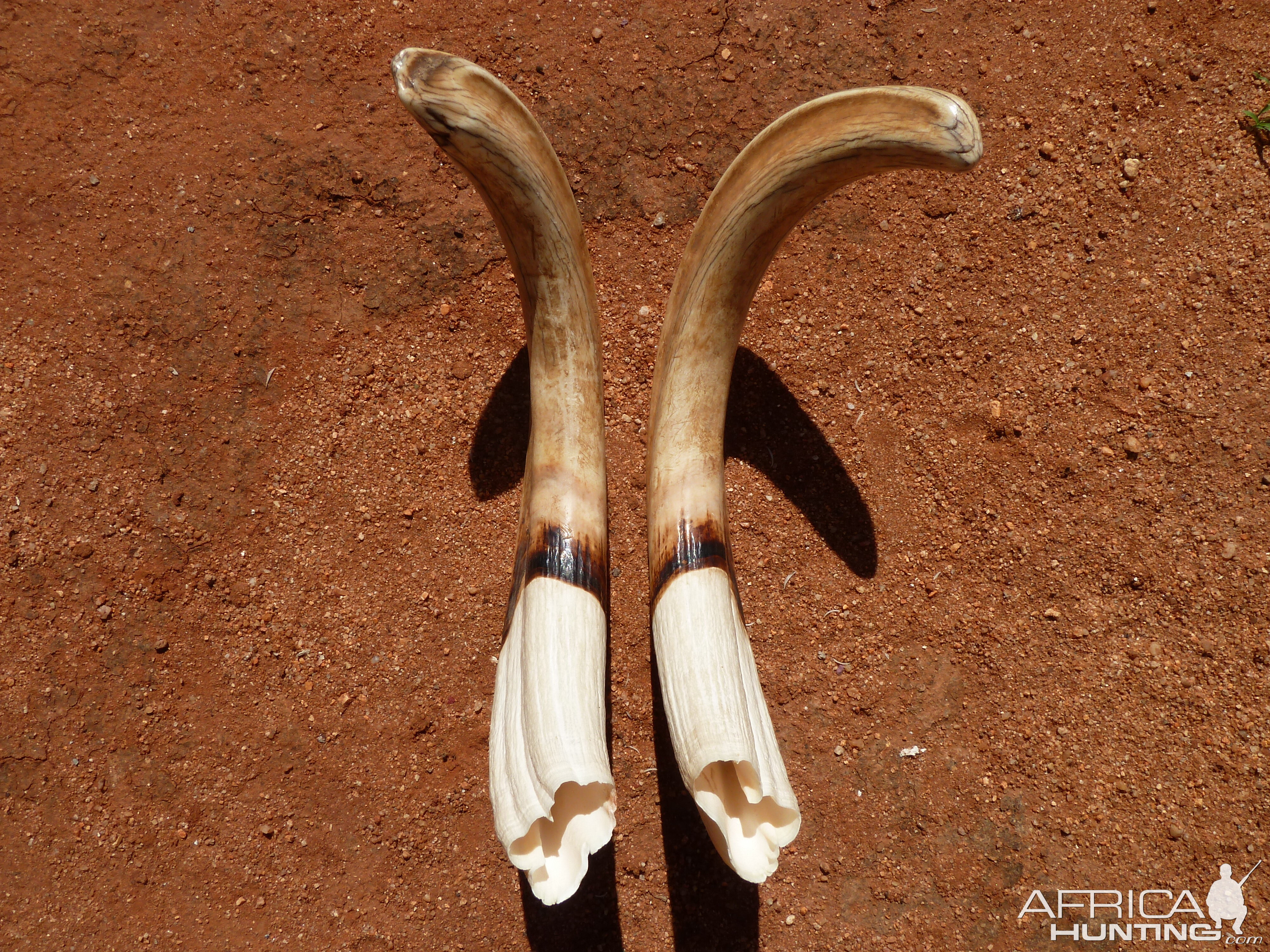 Warthog Tusks