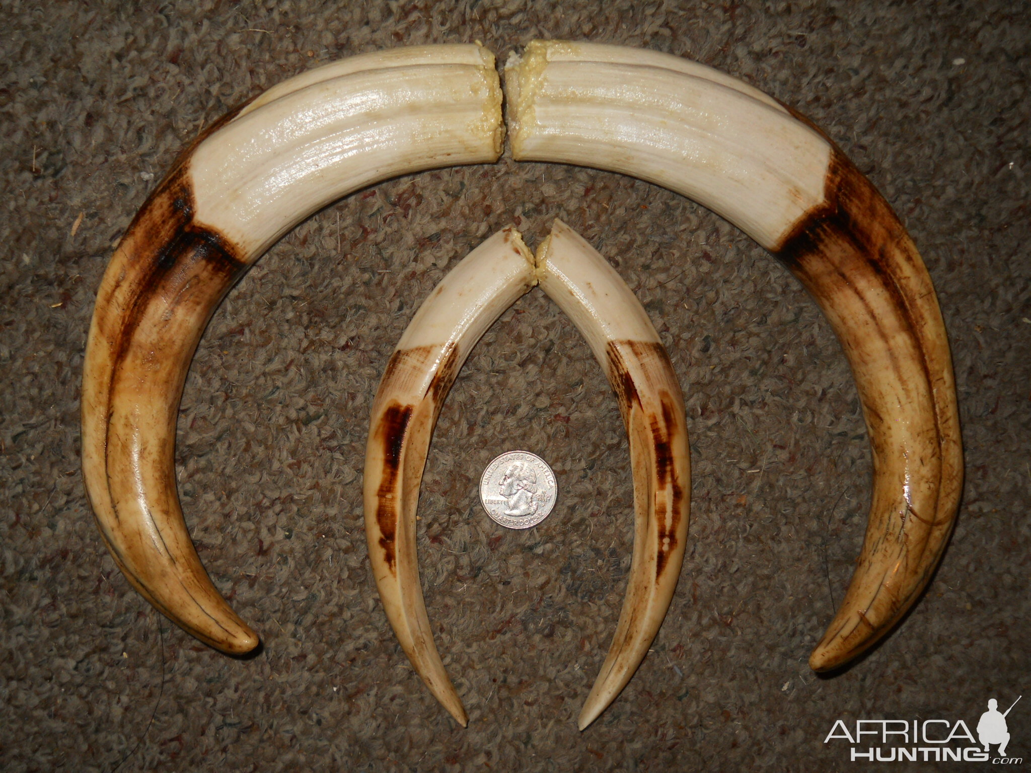 Warthog Tusks