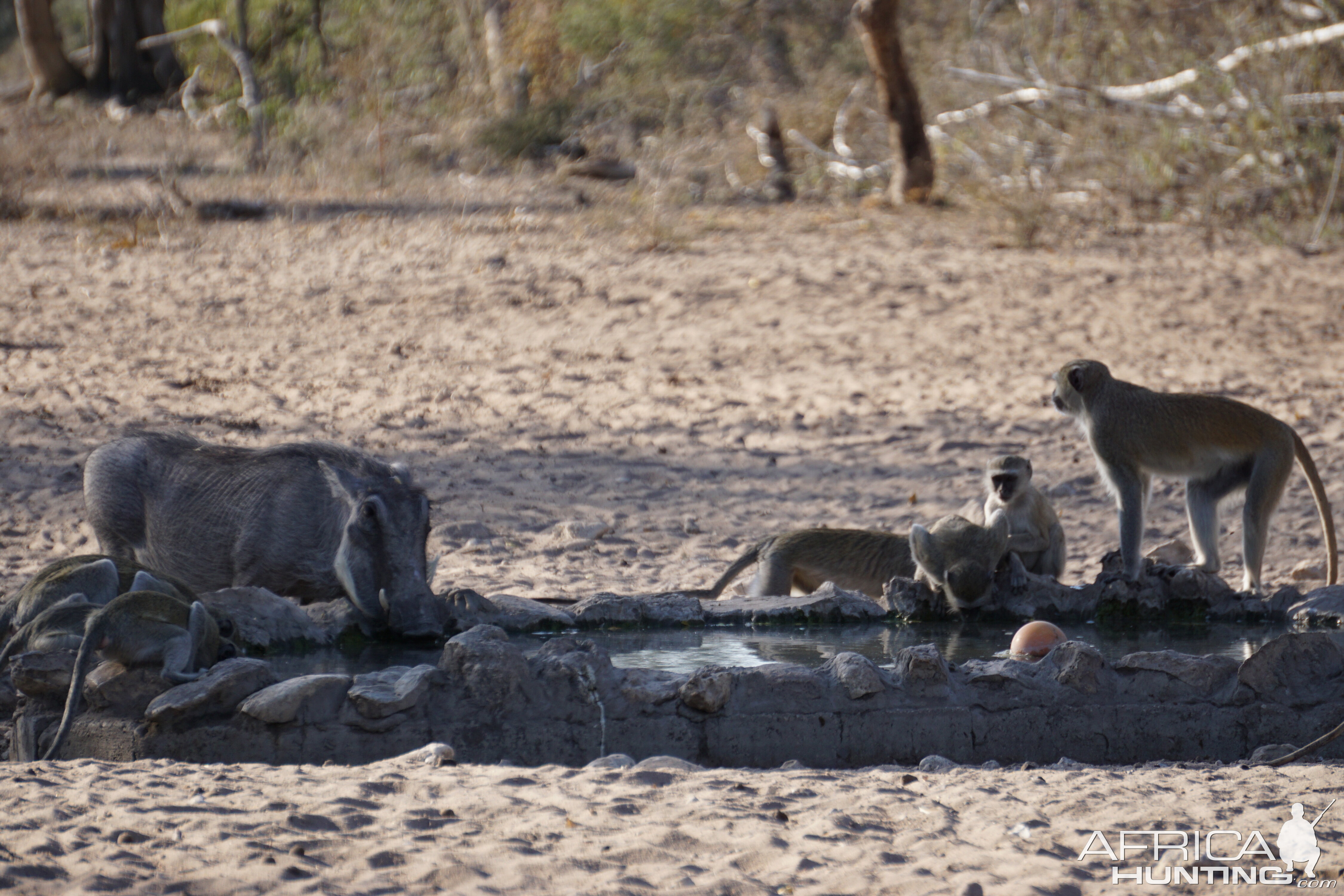 Warthog & Vervet Monkeys Namibia