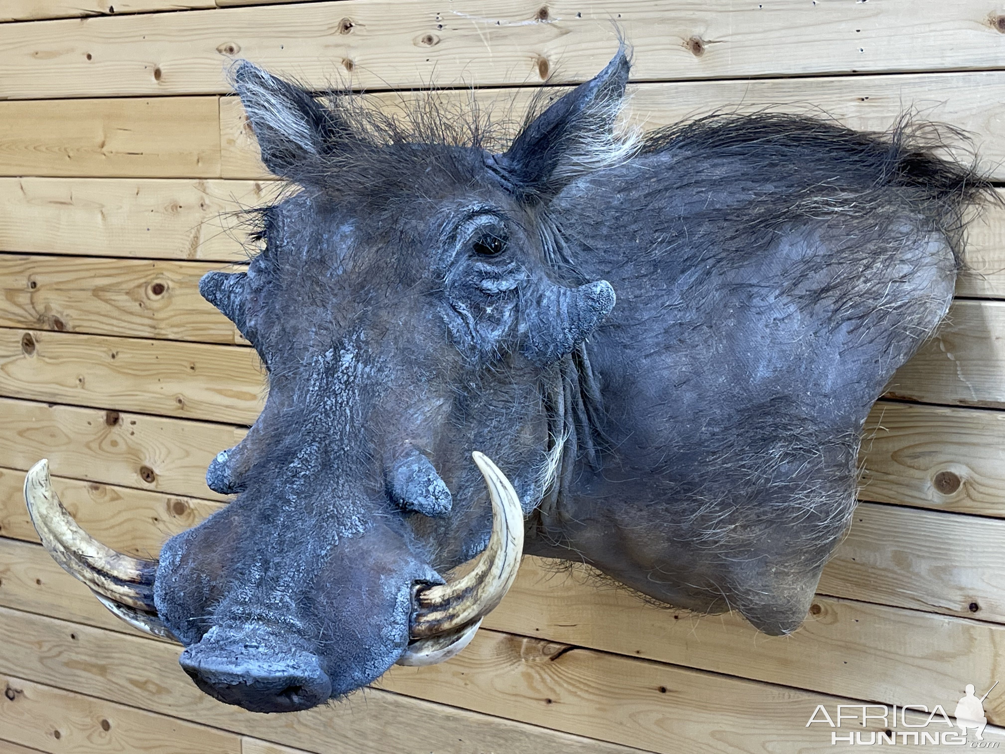 Warthog Wall Pedestal Mount Taxidermy