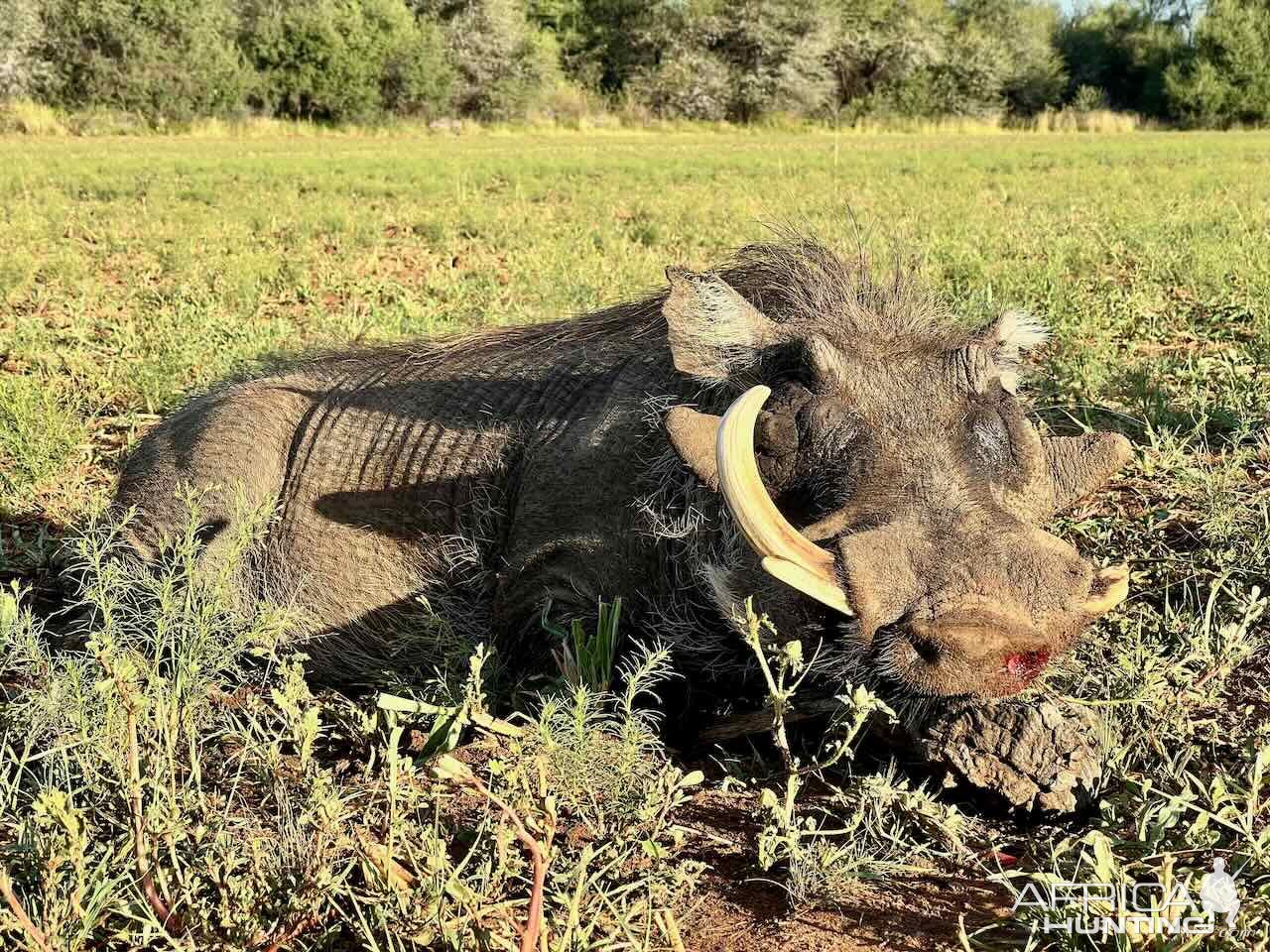 Warthog with Zana Botes Safari