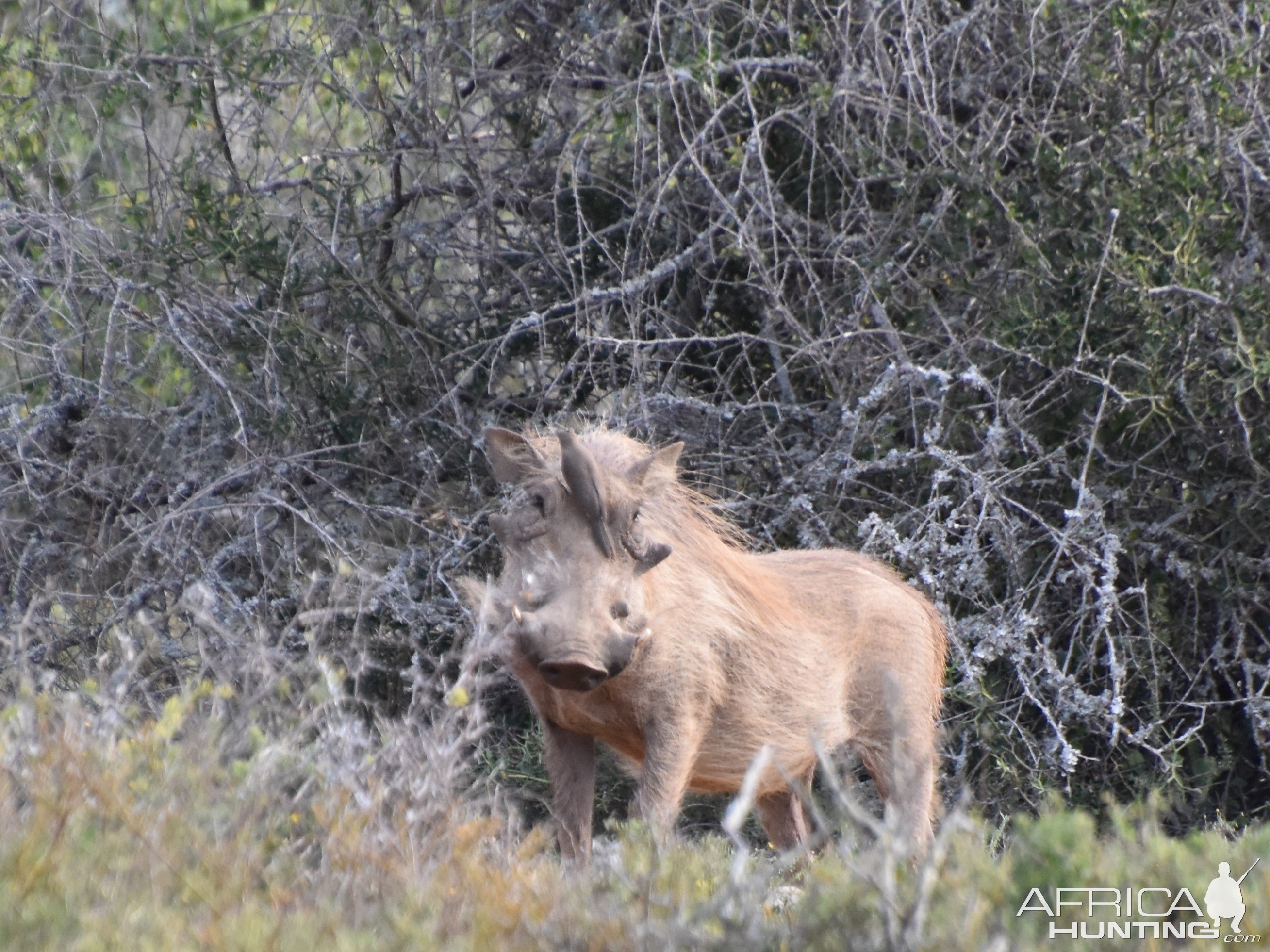 Warthog