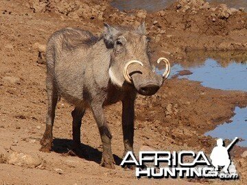 Warthog