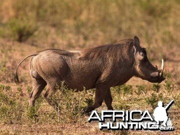 Warthog