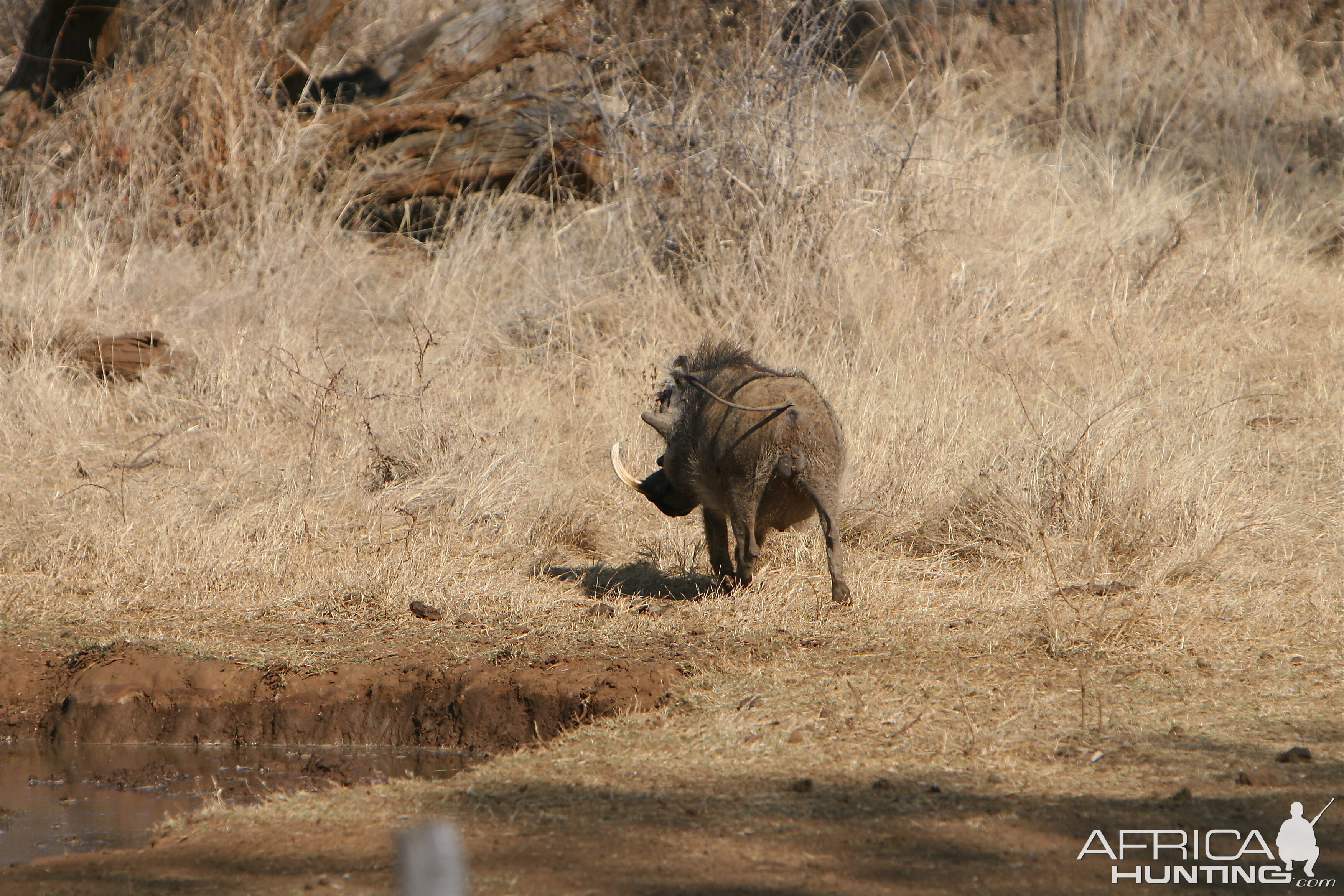 Warthog