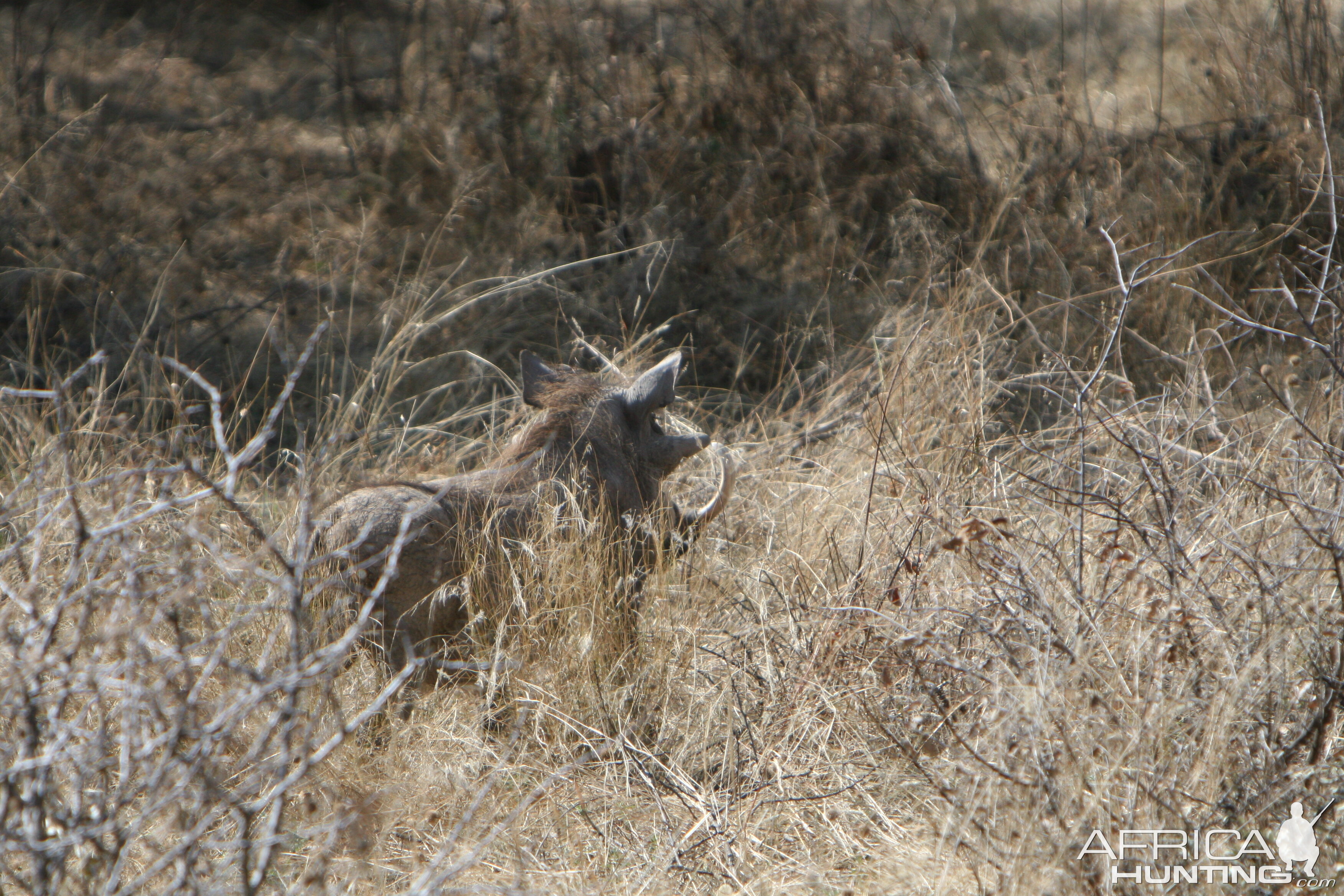 Warthog