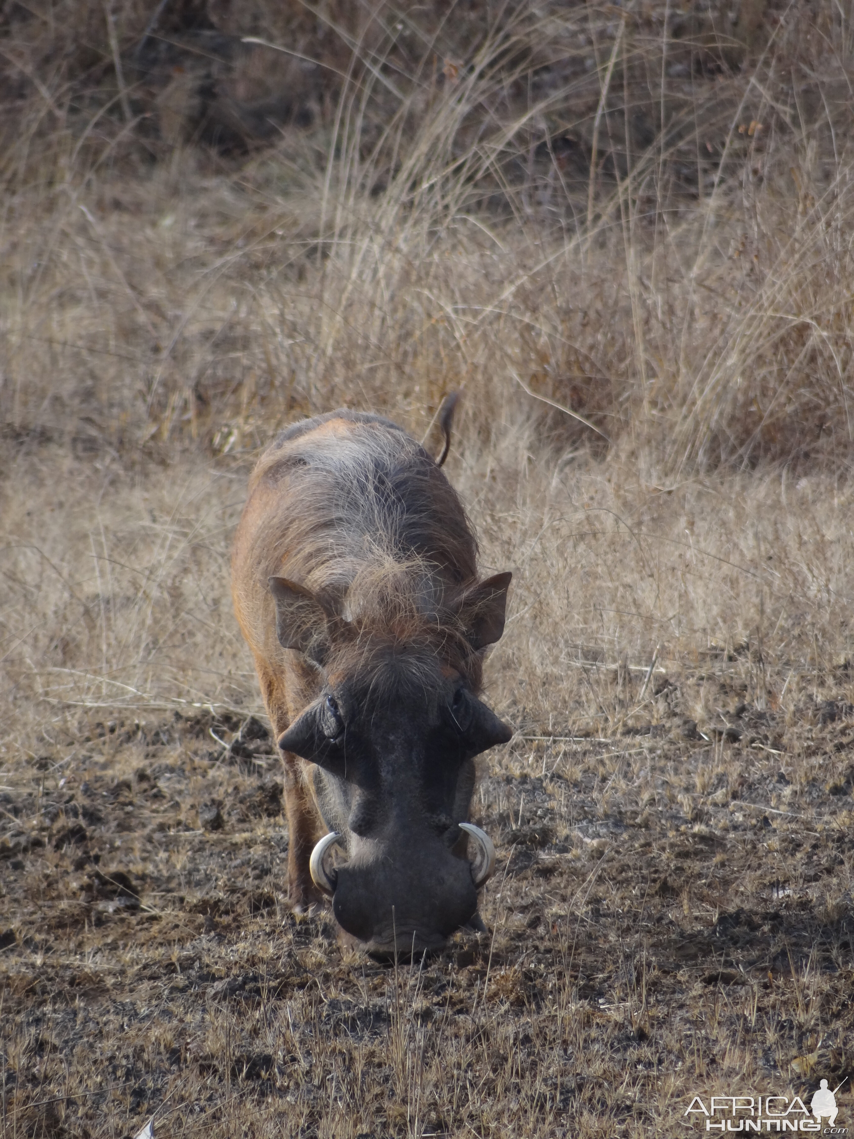 Warthog