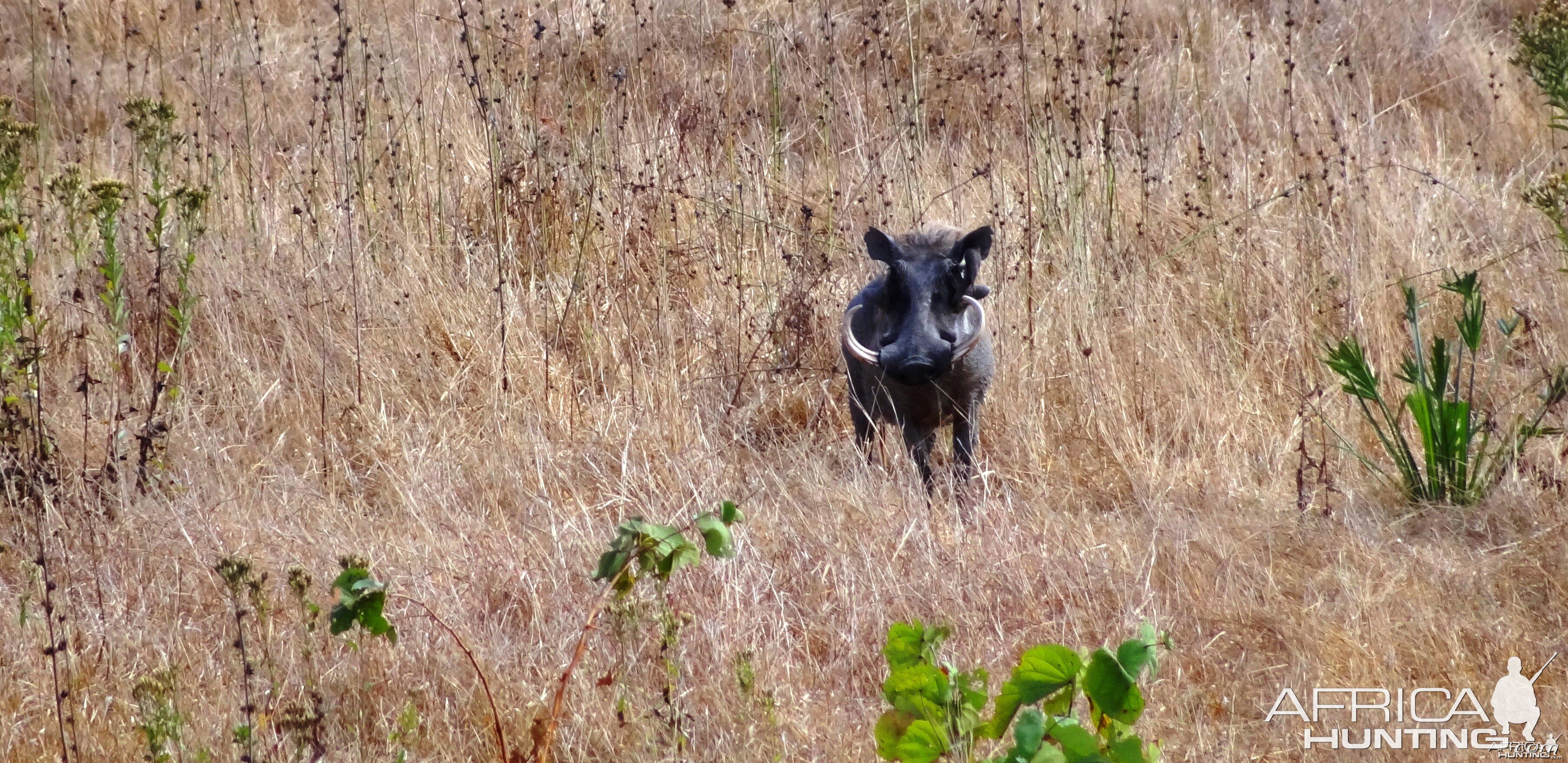 Warthog