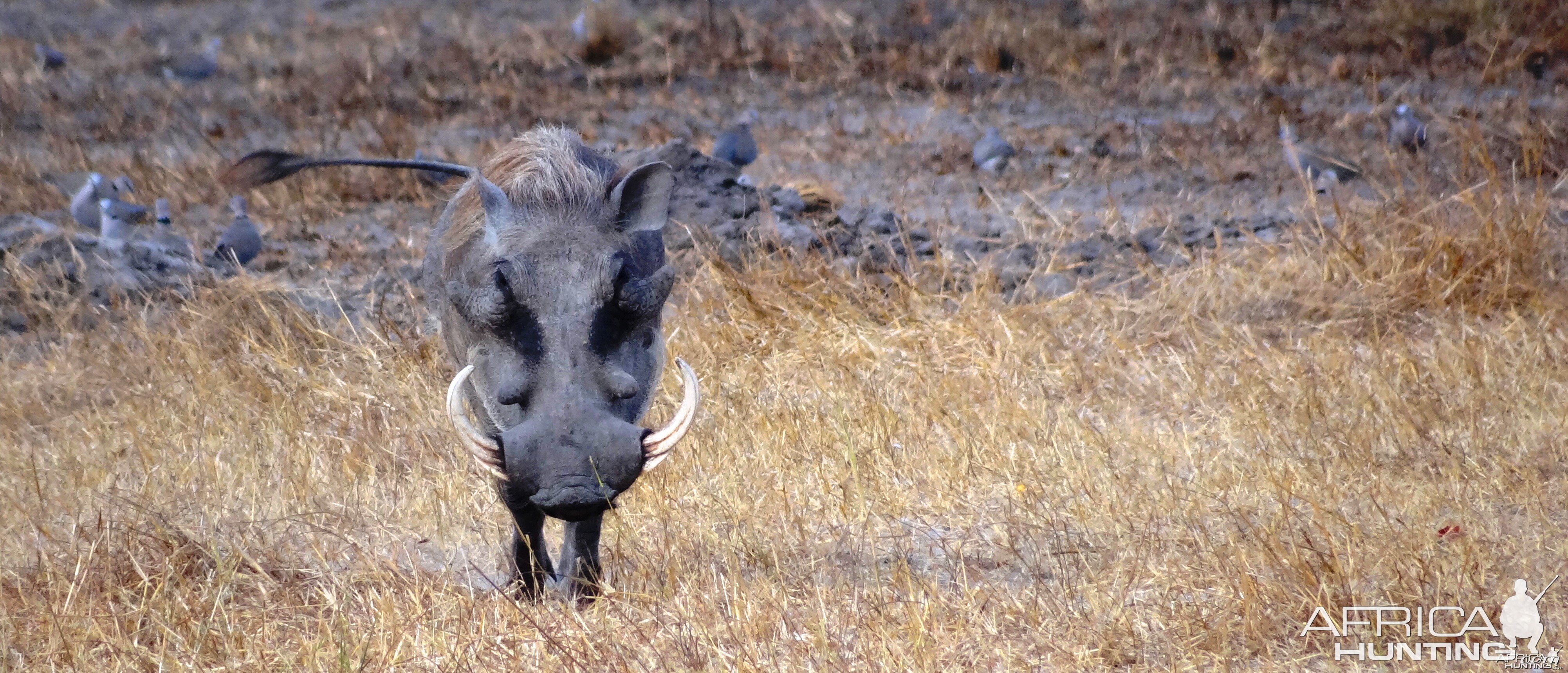 Warthog