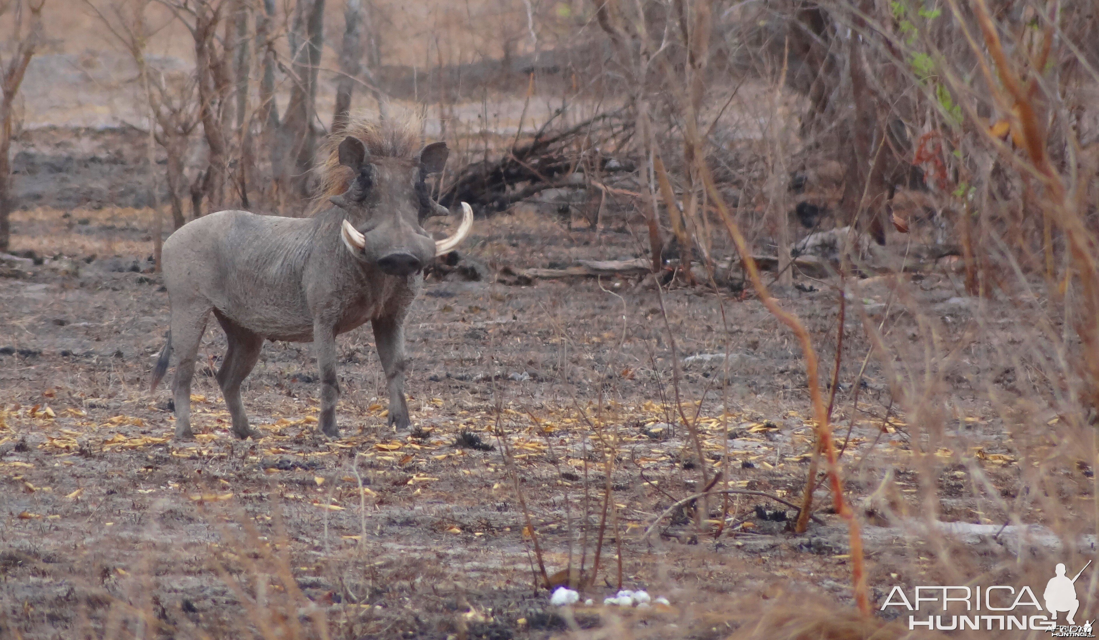 Warthog