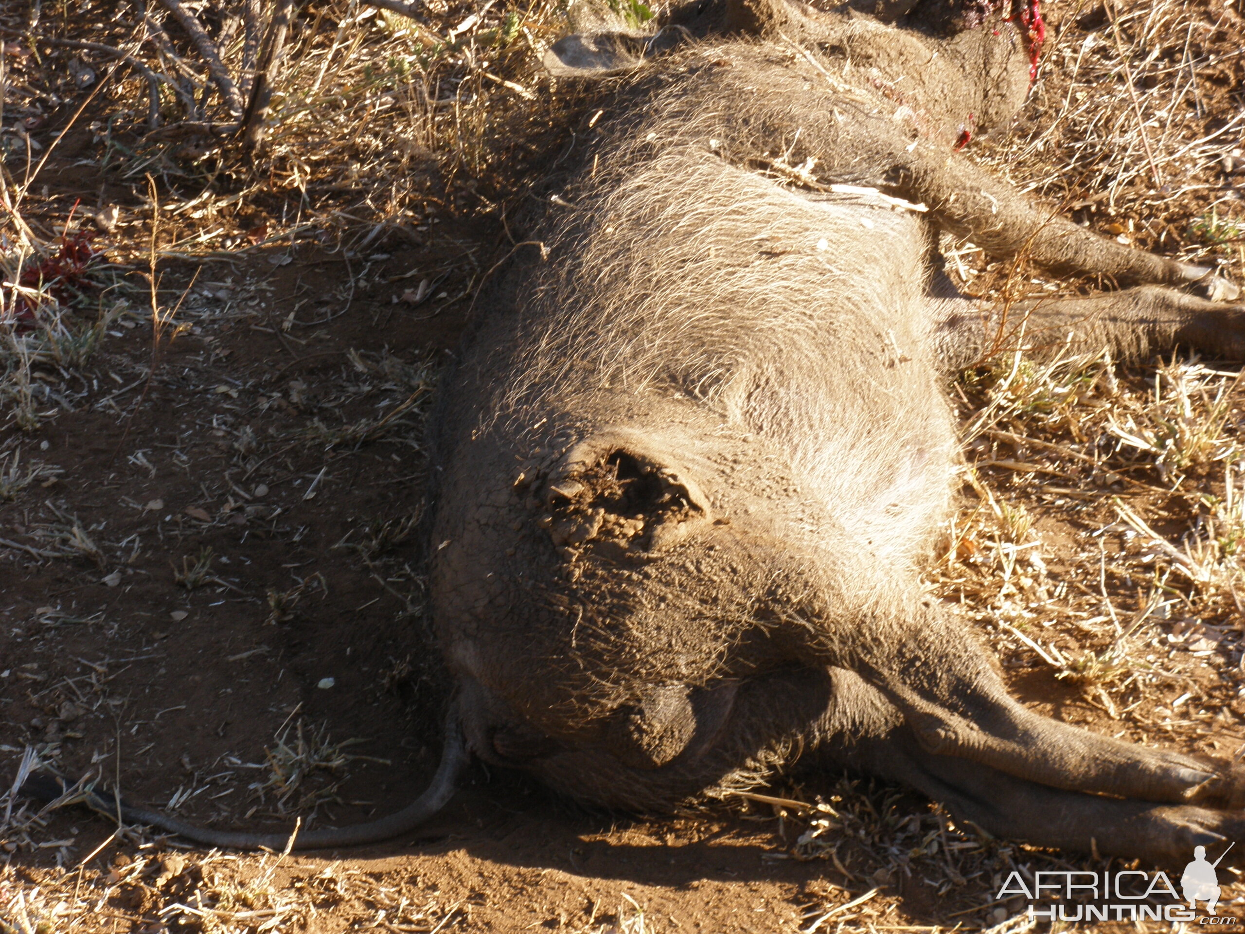 Warthog