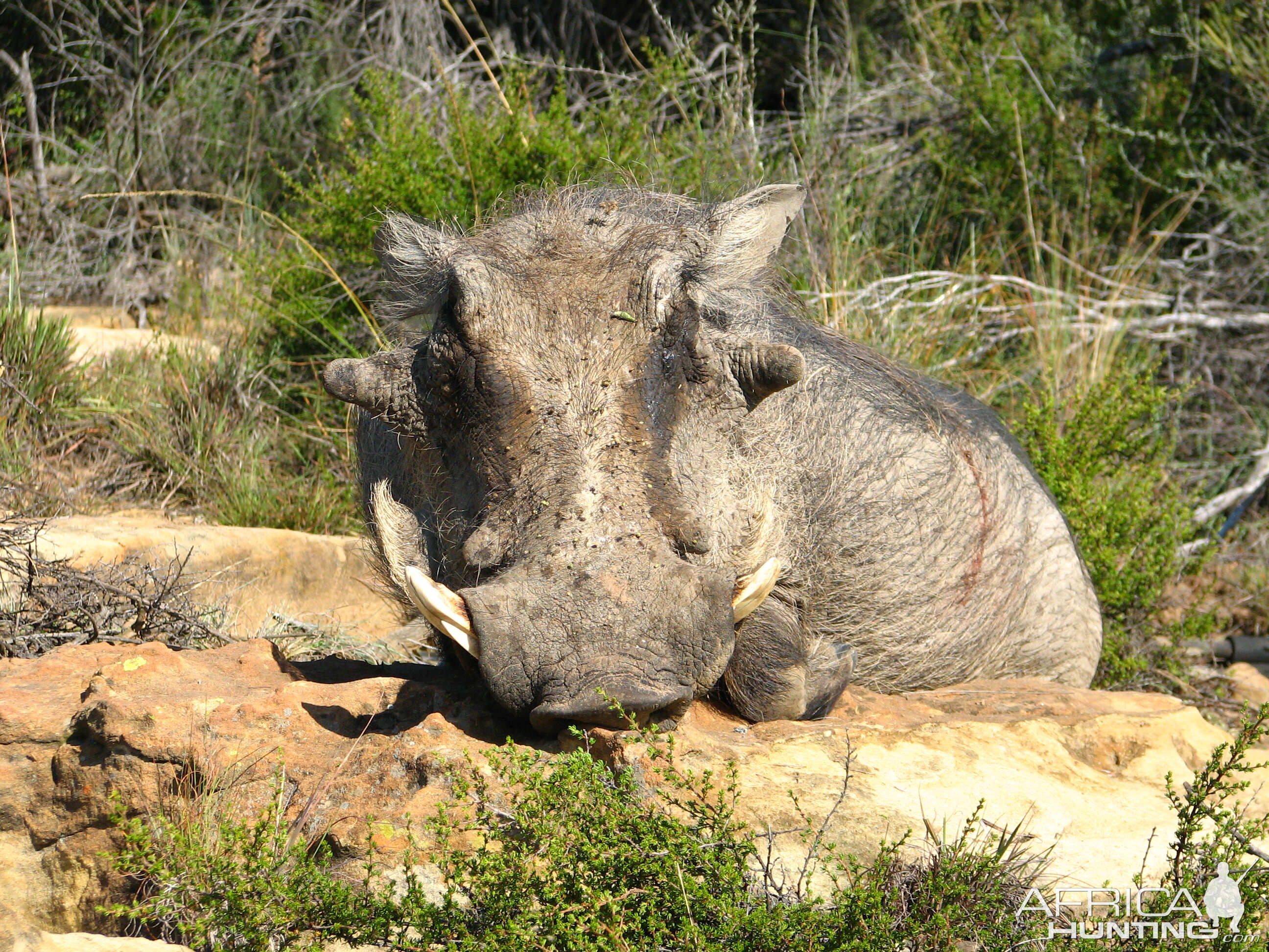 Warthog