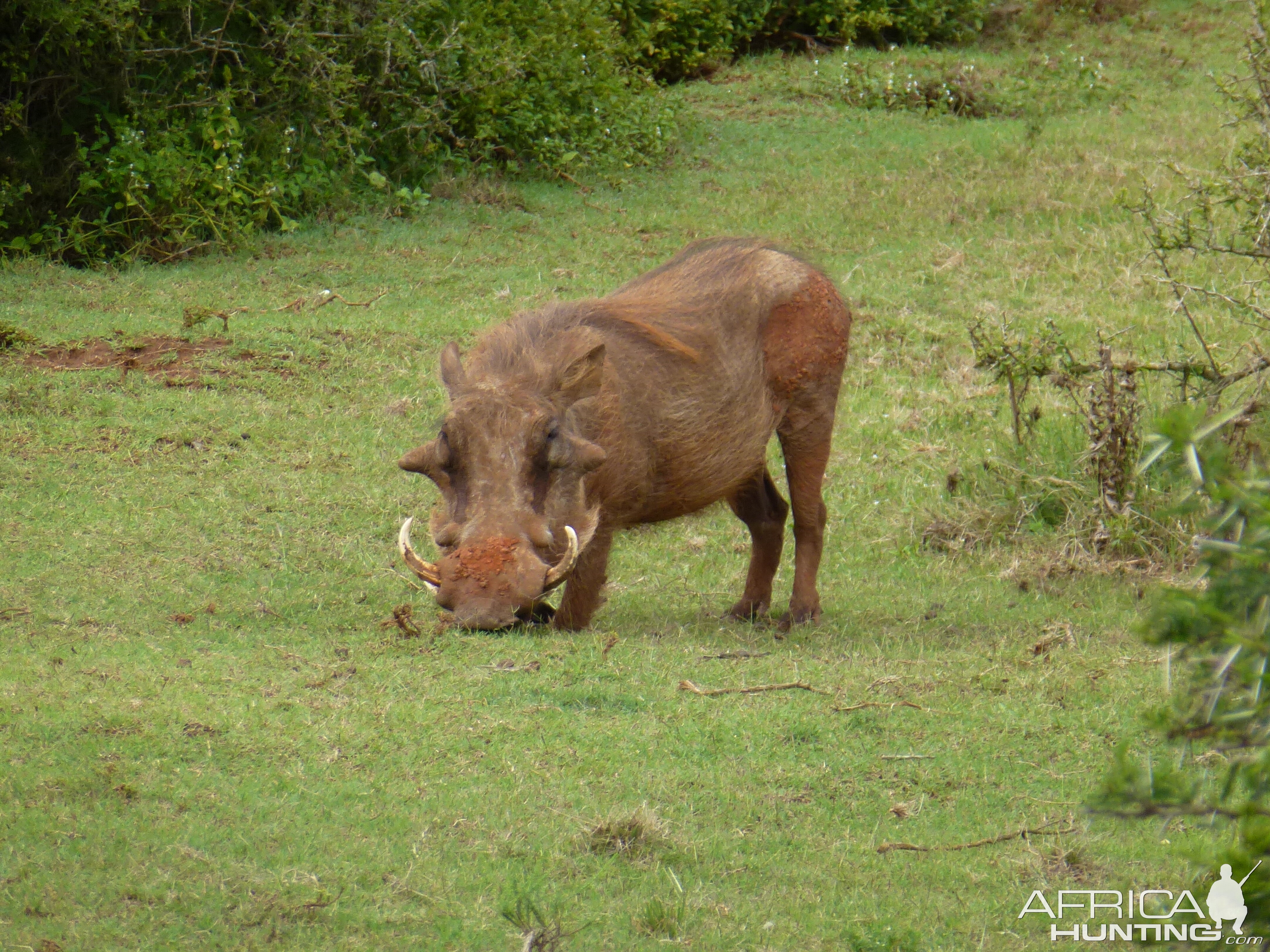 Warthog