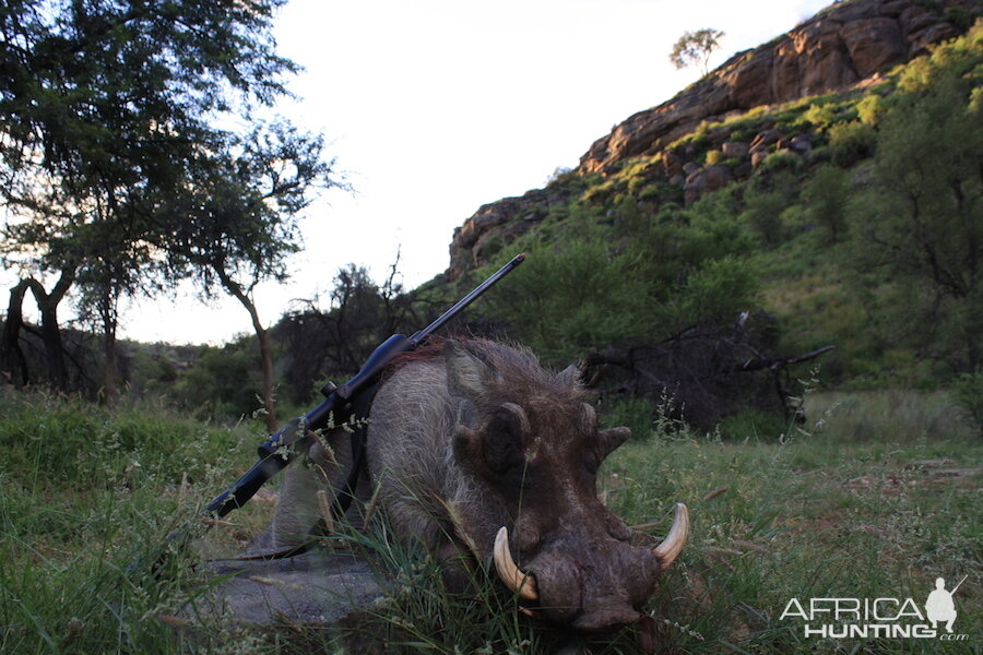 Warthog