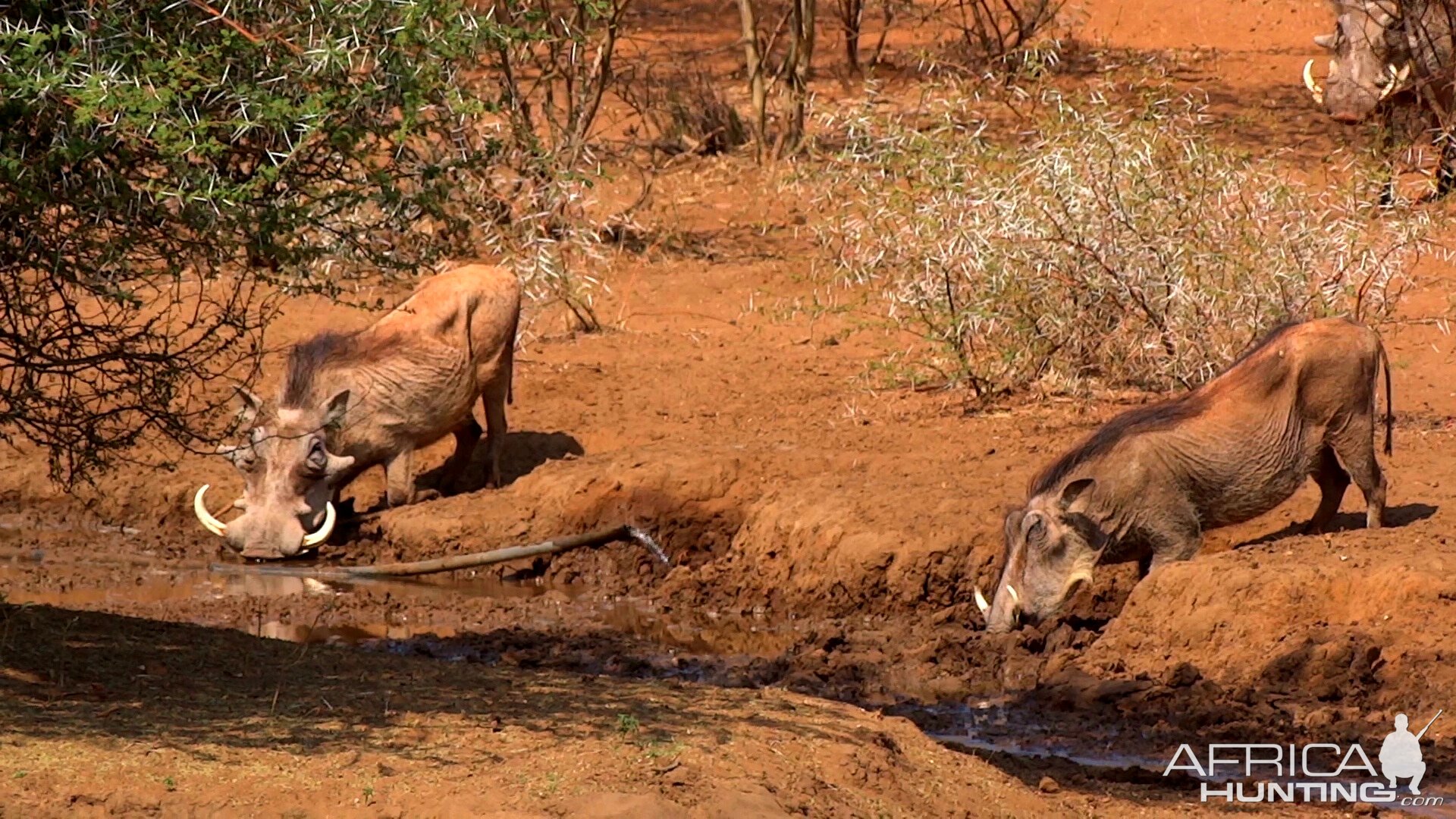 Warthogs South Africa