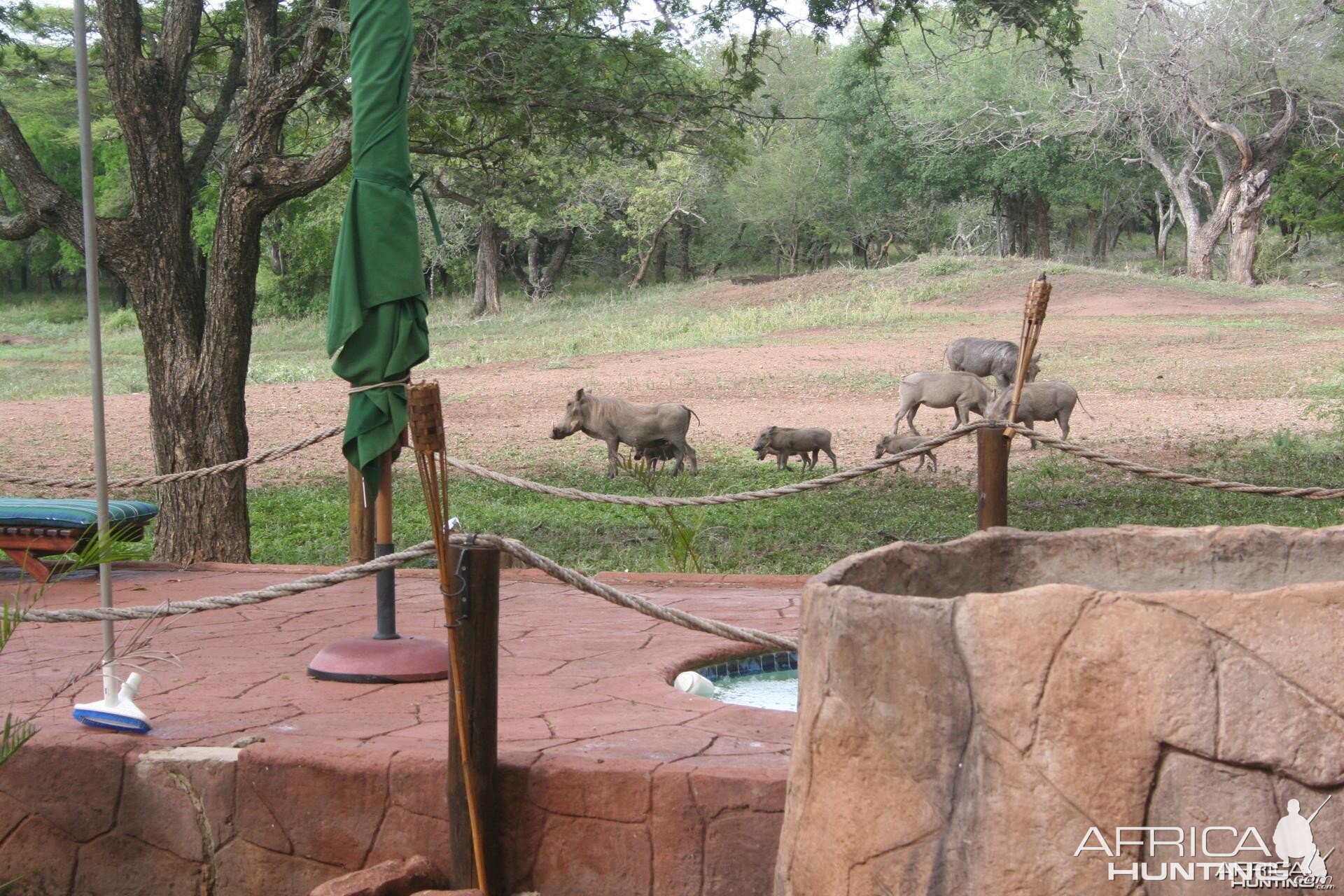 Warthogs South Africa