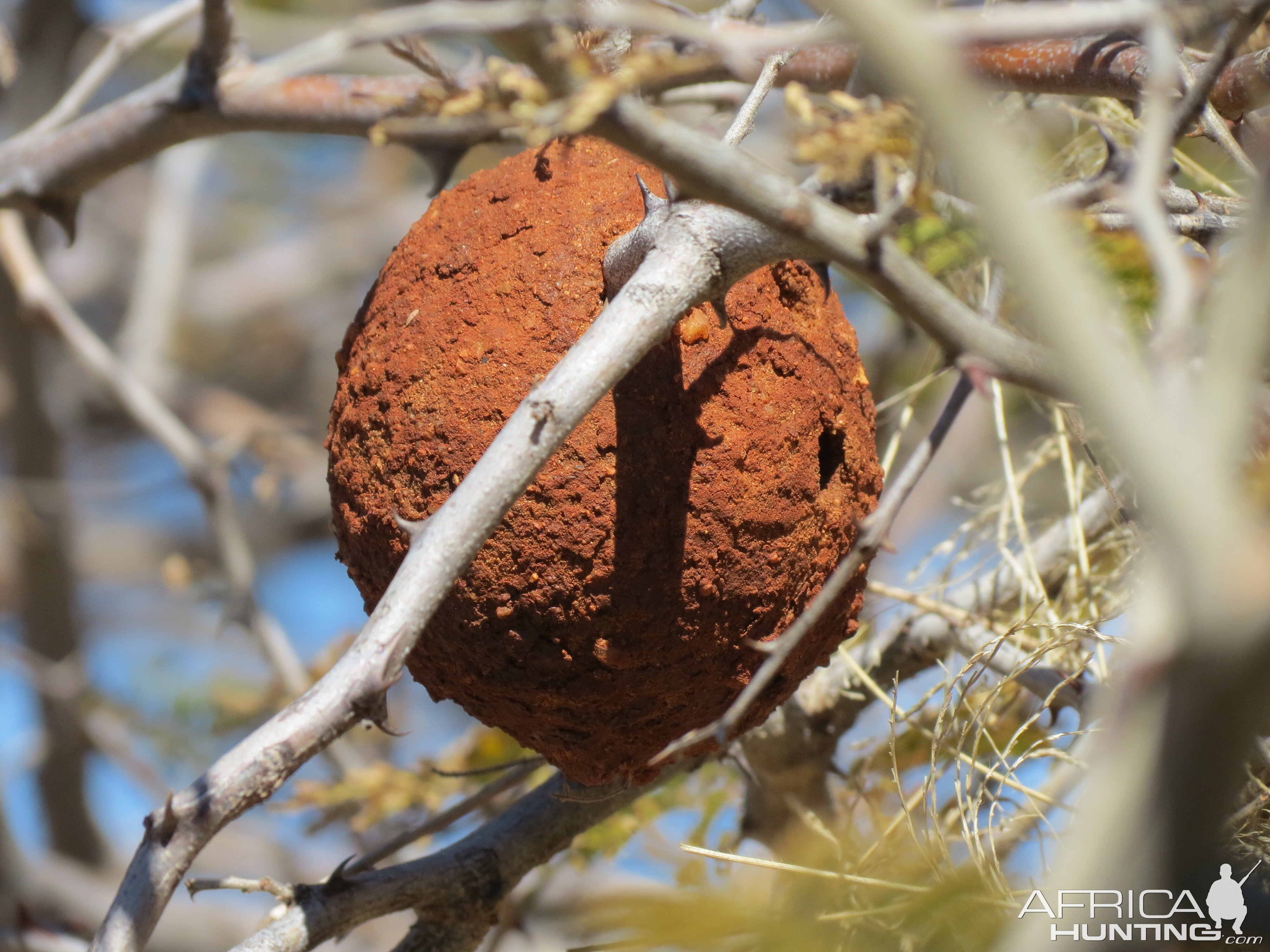 Wasp Nest Namibia