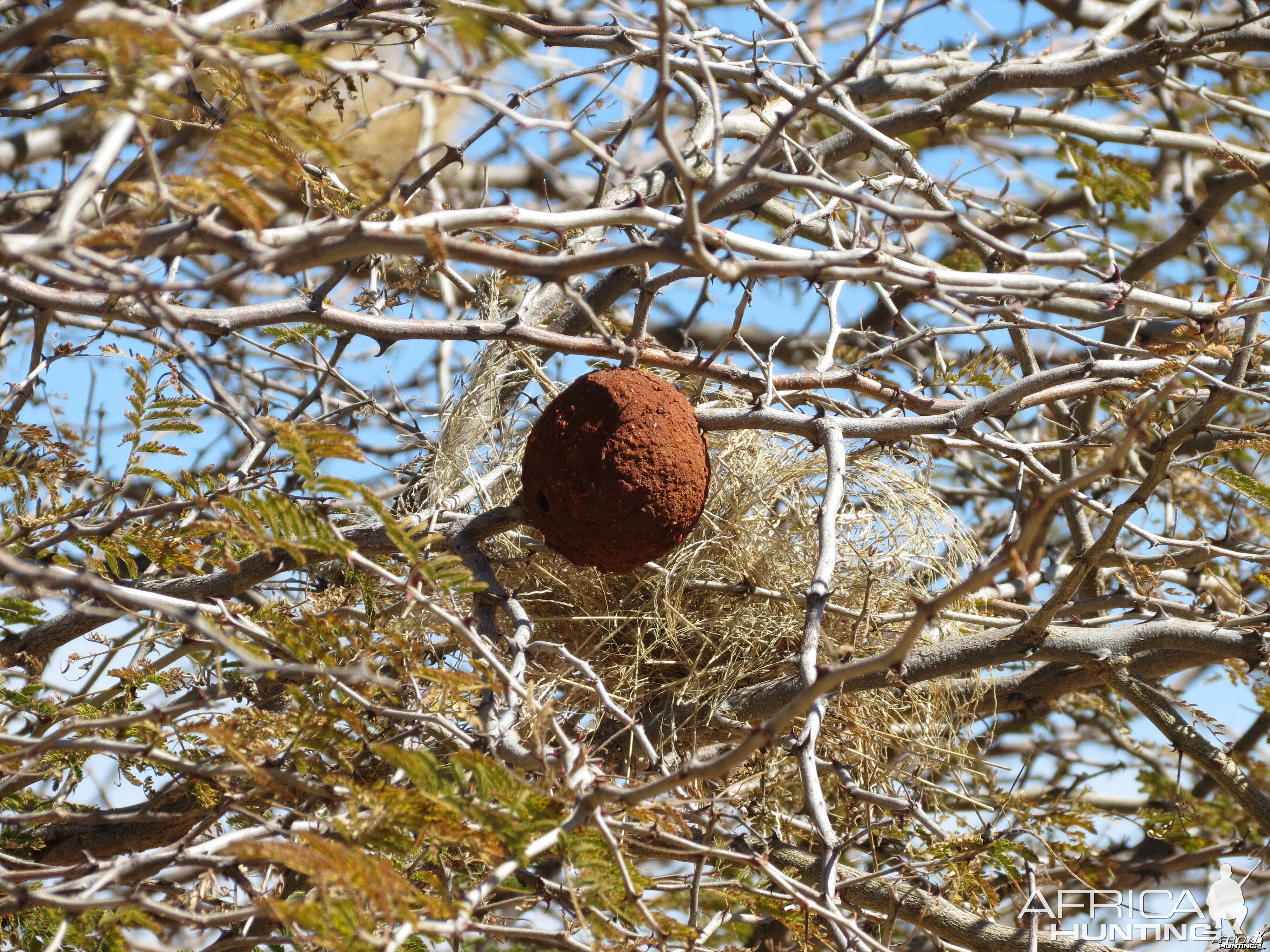 Wasp nest