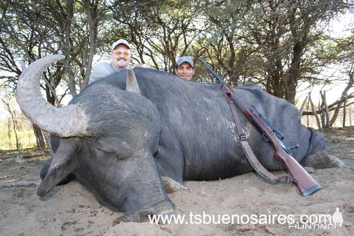 Water Buffalo - Argentina