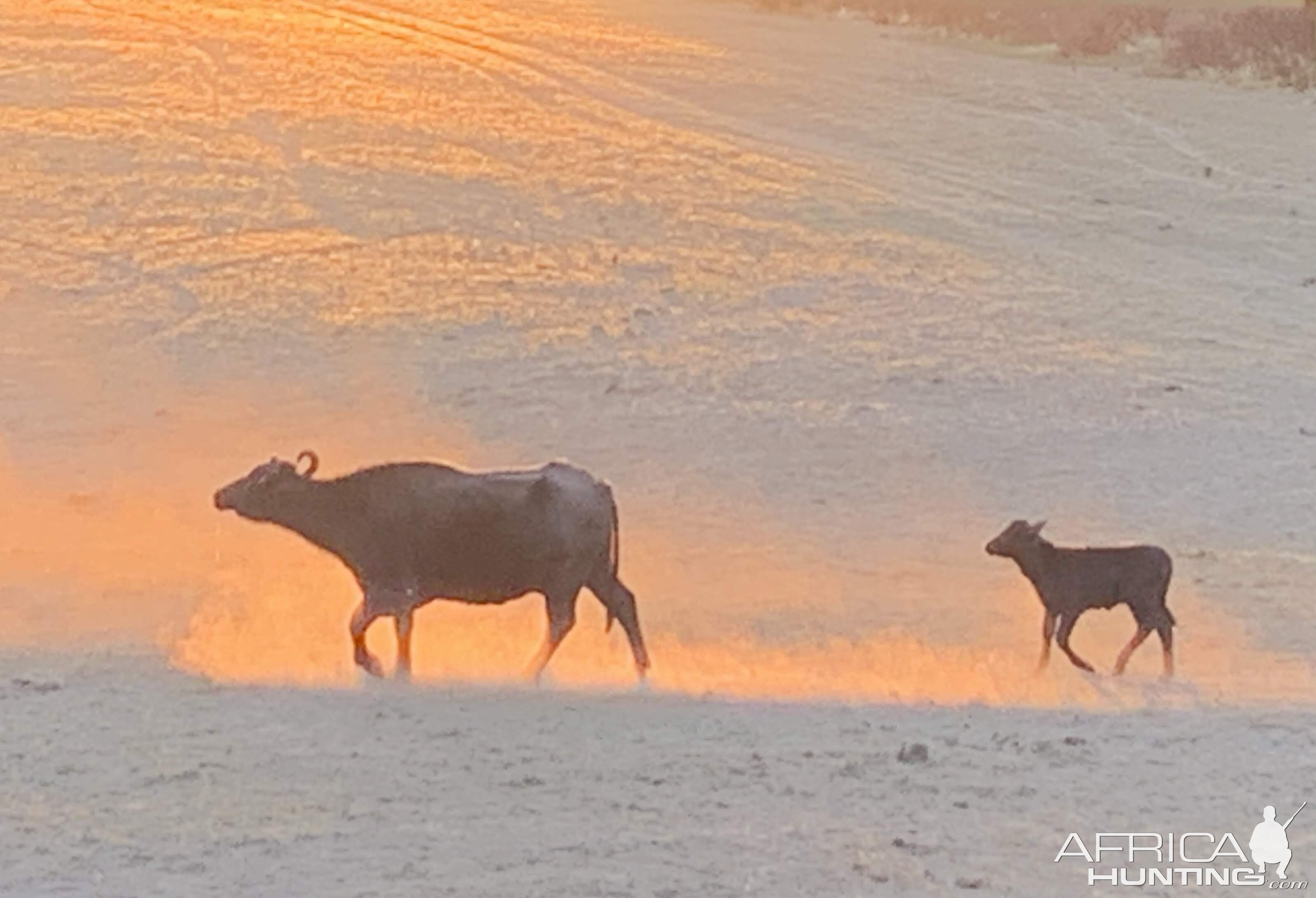 Water Buffalo Argentina