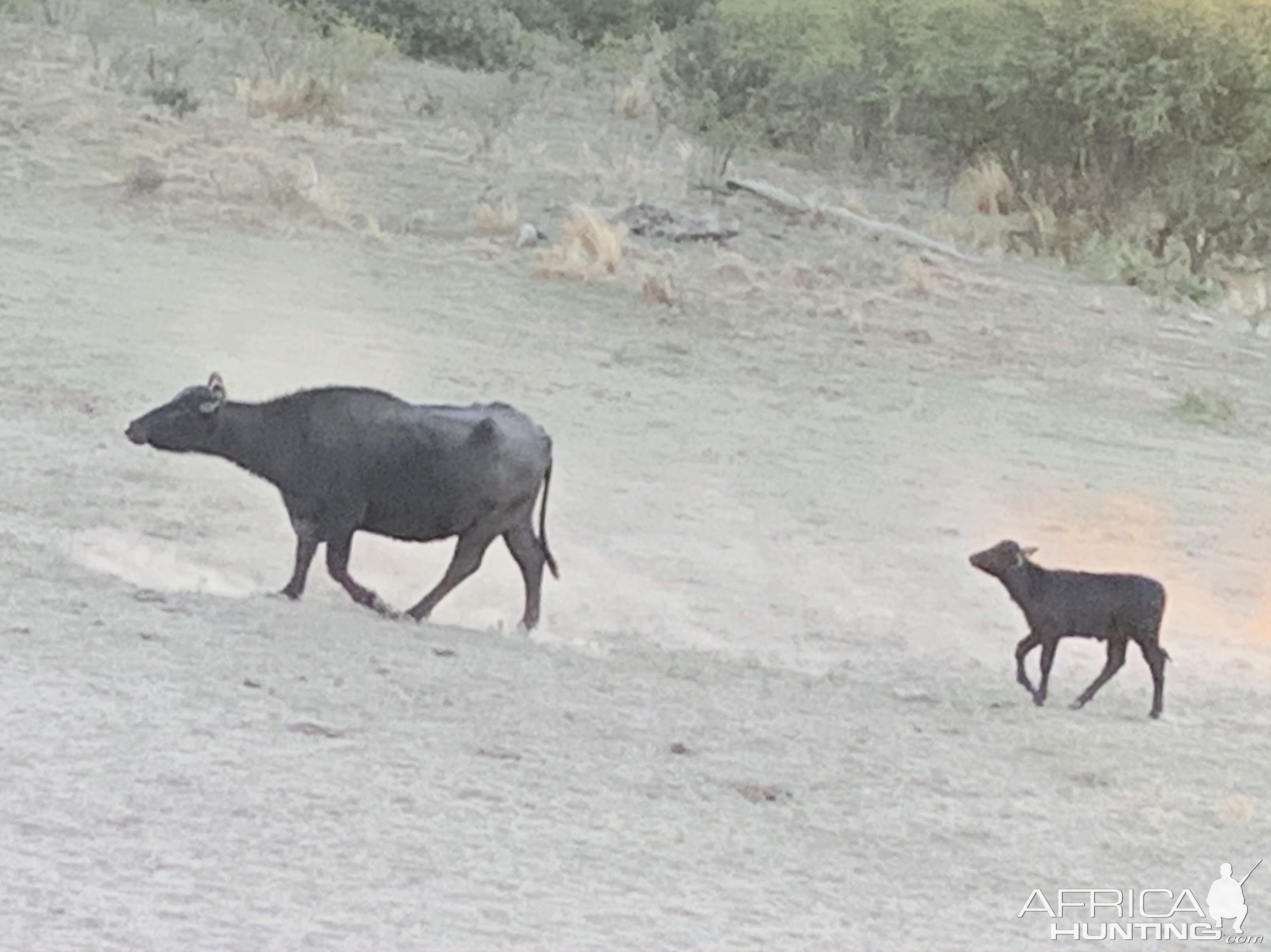 Water Buffalo Argentina