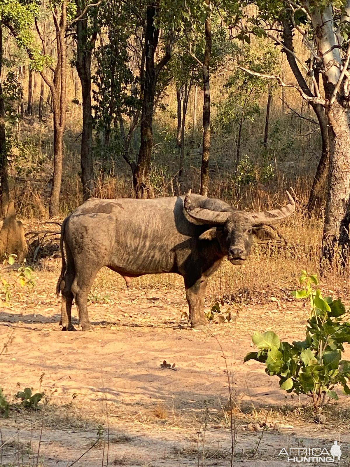 Water Buffalo Australia