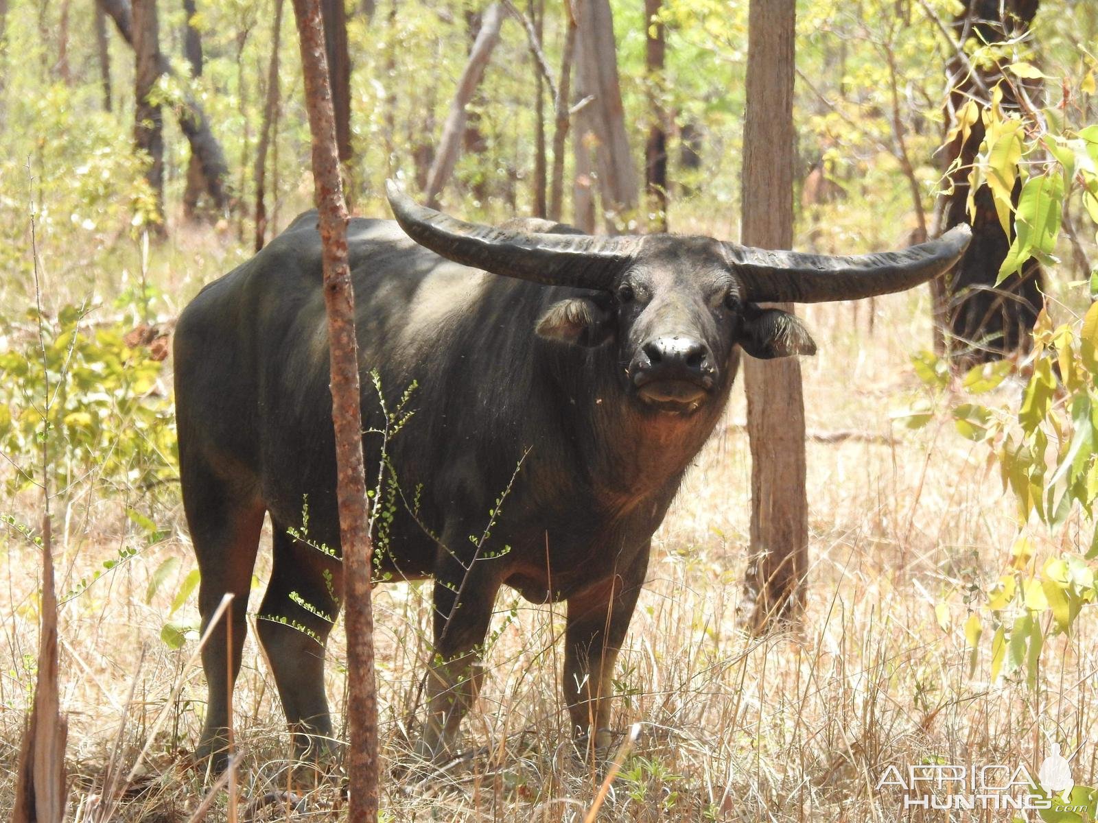 Water Buffalo Australia